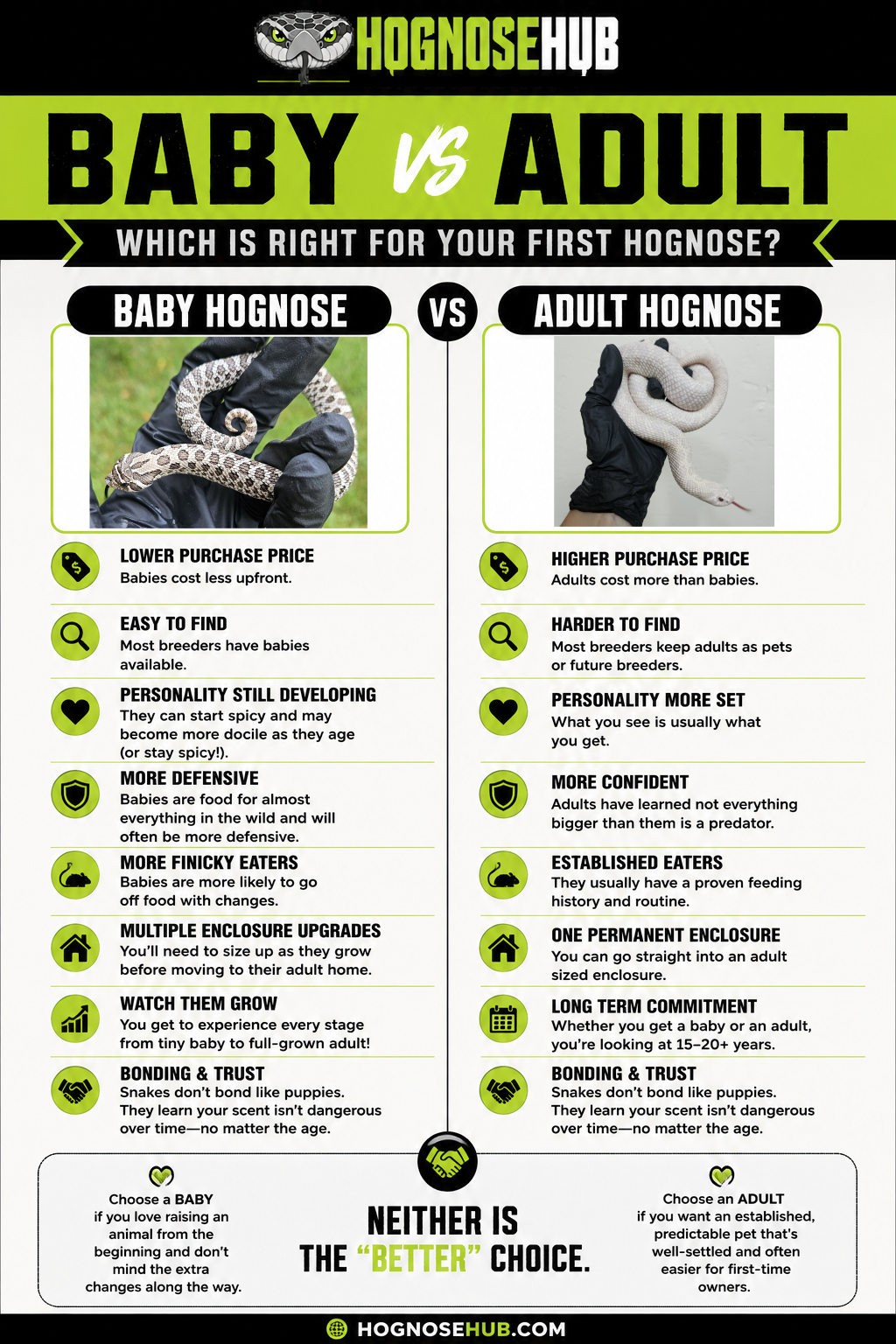Side-by-side comparison of a baby versus an adult western hognose for a first-time keeper — price, availability, temperament, feeding, and long-term commitment