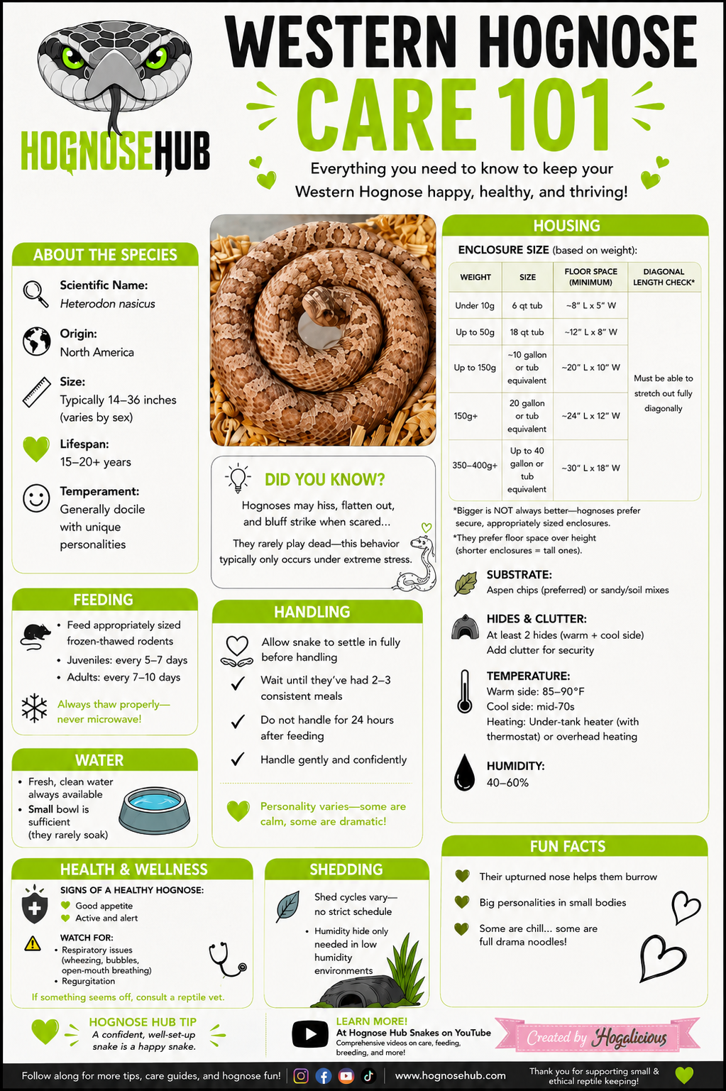 Beginner care overview for western hognose: enclosure, heat, substrate, and basics