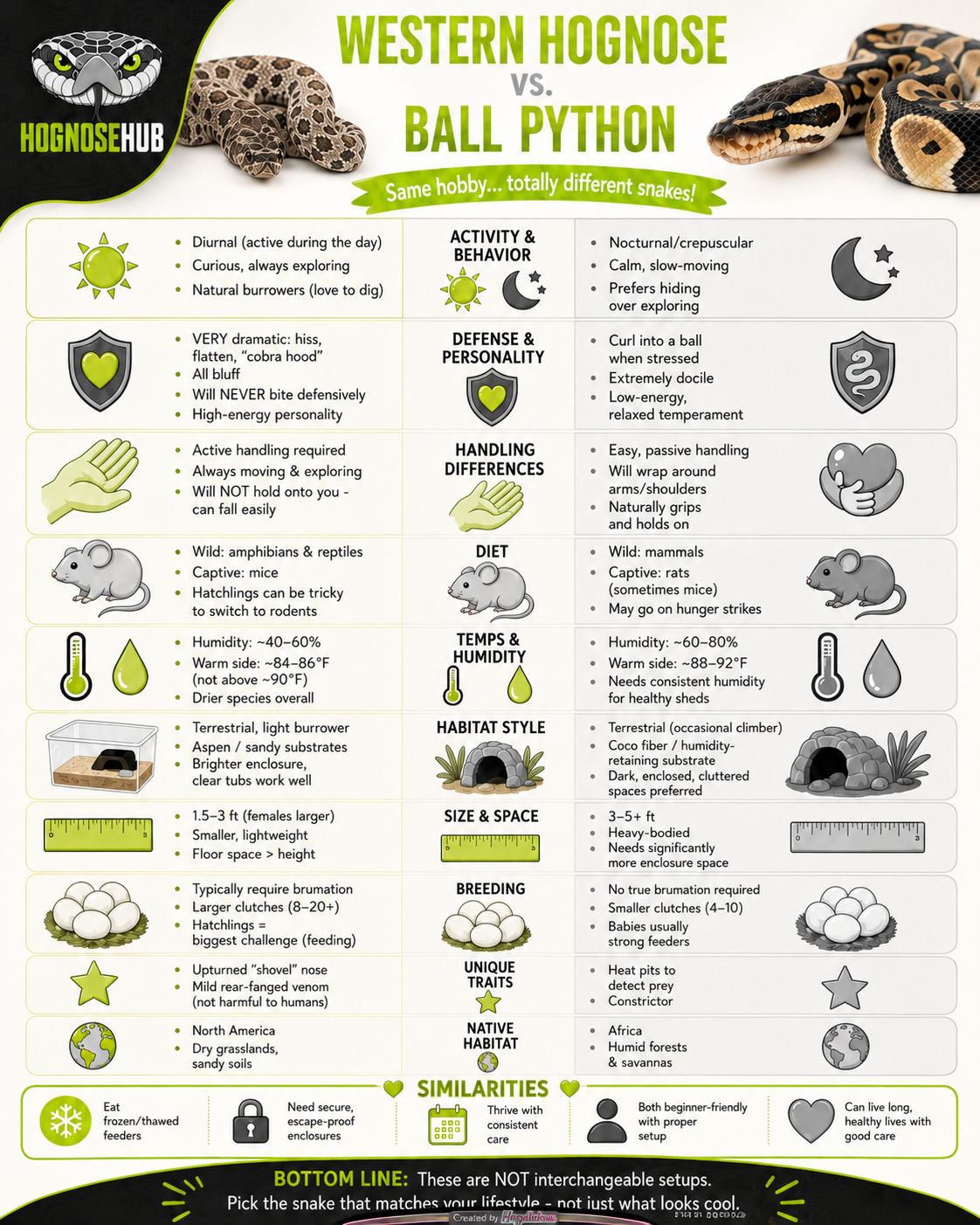 Side-by-side comparison of a western hognose and a ball python as pets