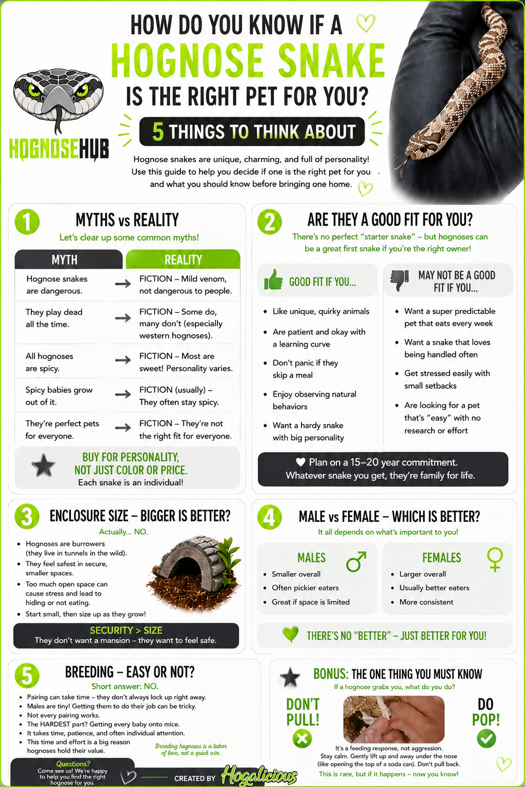 Infographic weighing whether a western hognose is the right pet for you