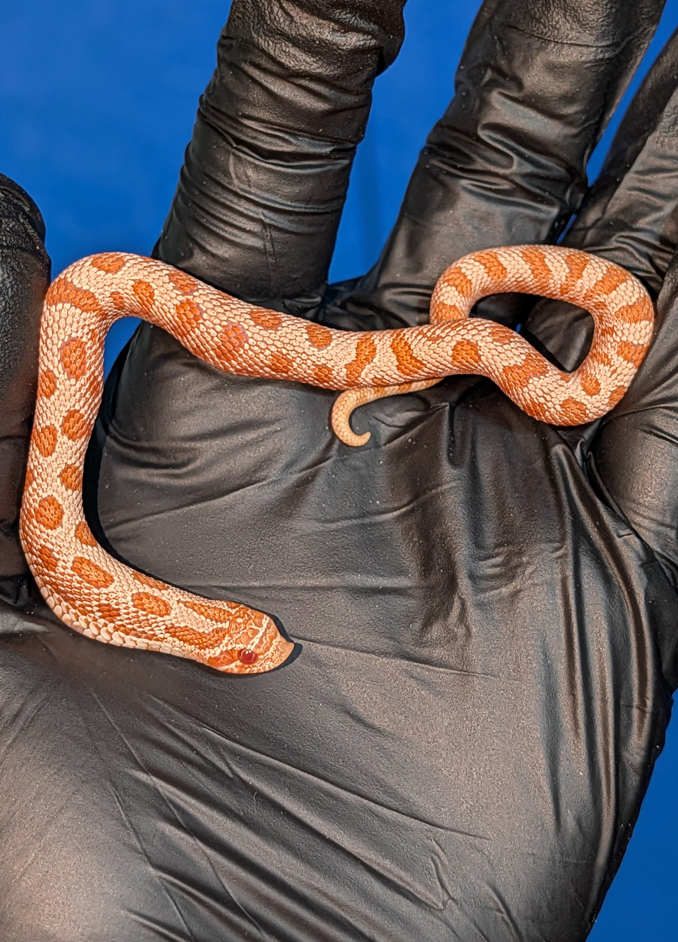 Albino Arctic Anaconda western hognose morph