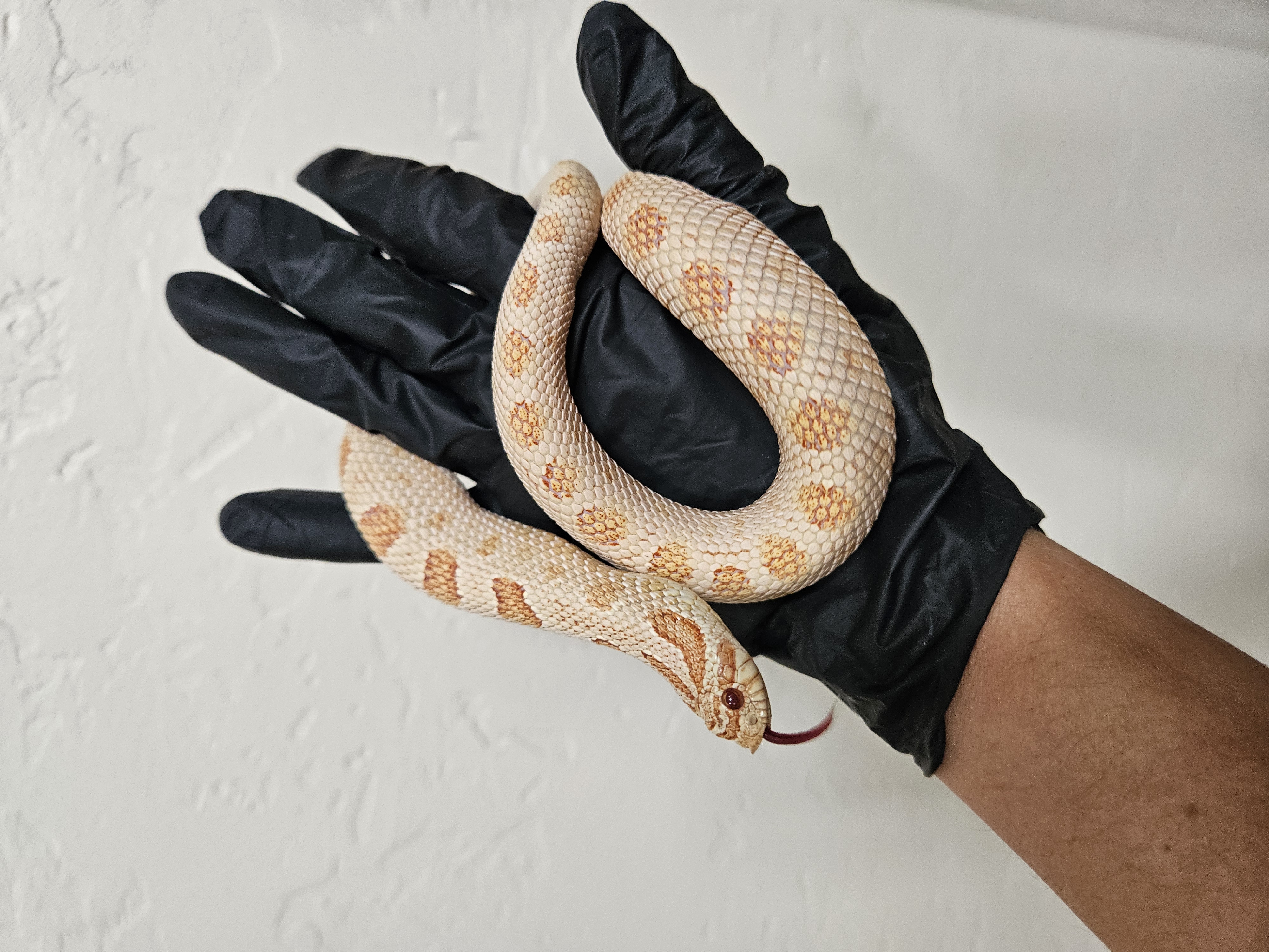 Albino Arctic Anaconda western hognose morph
