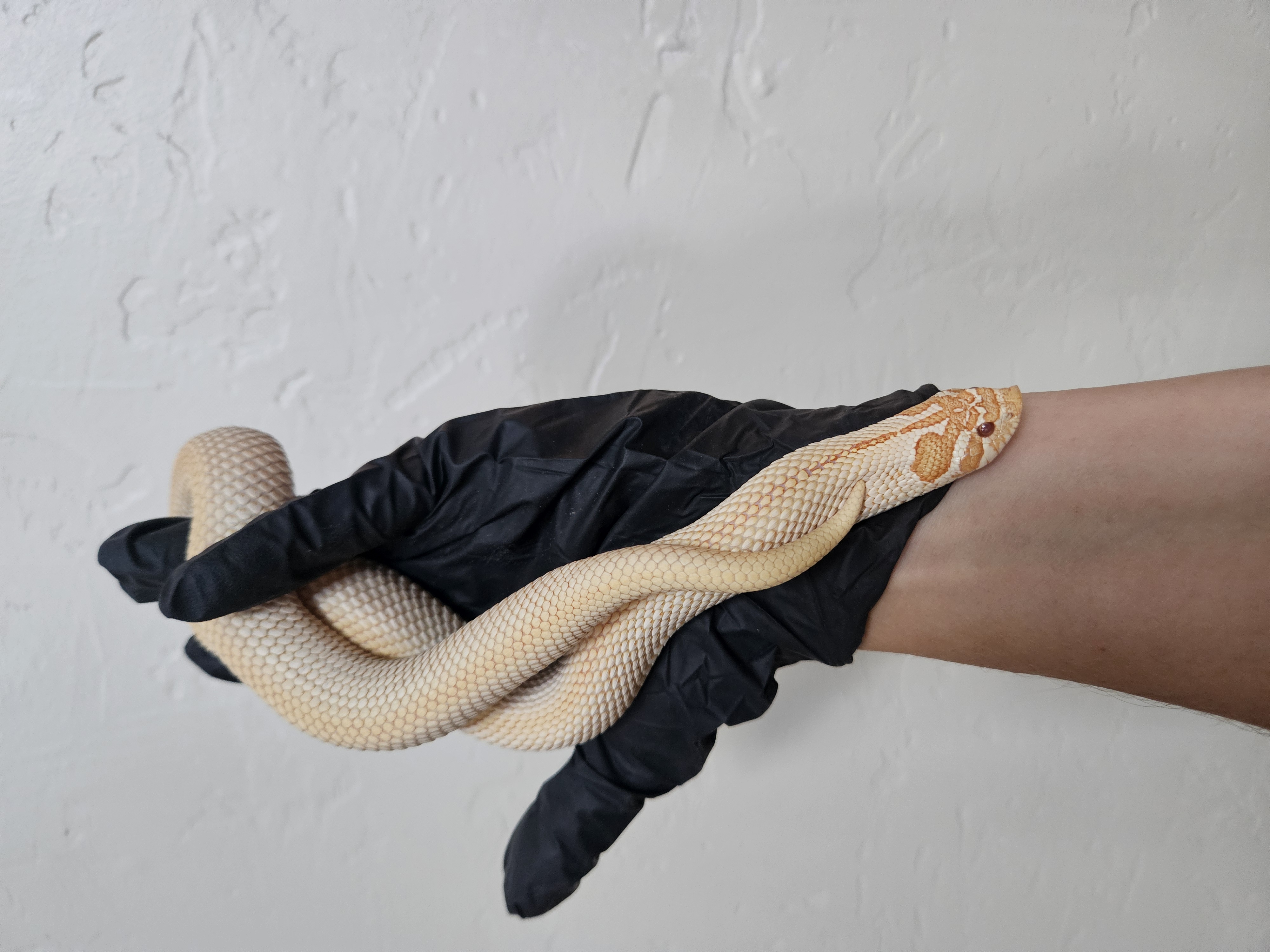 Albino Arctic Superconda western hognose morph