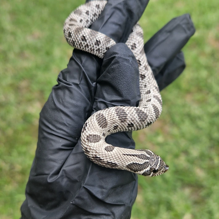 Axanthic Arctic Anaconda western hognose morph