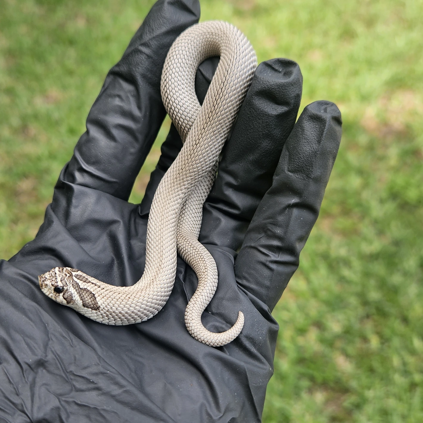 Axanthic Arctic Superconda western hognose morph