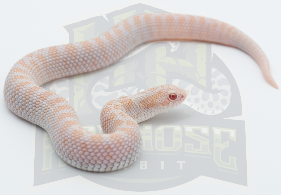 Albino Antarctic western hognose morph