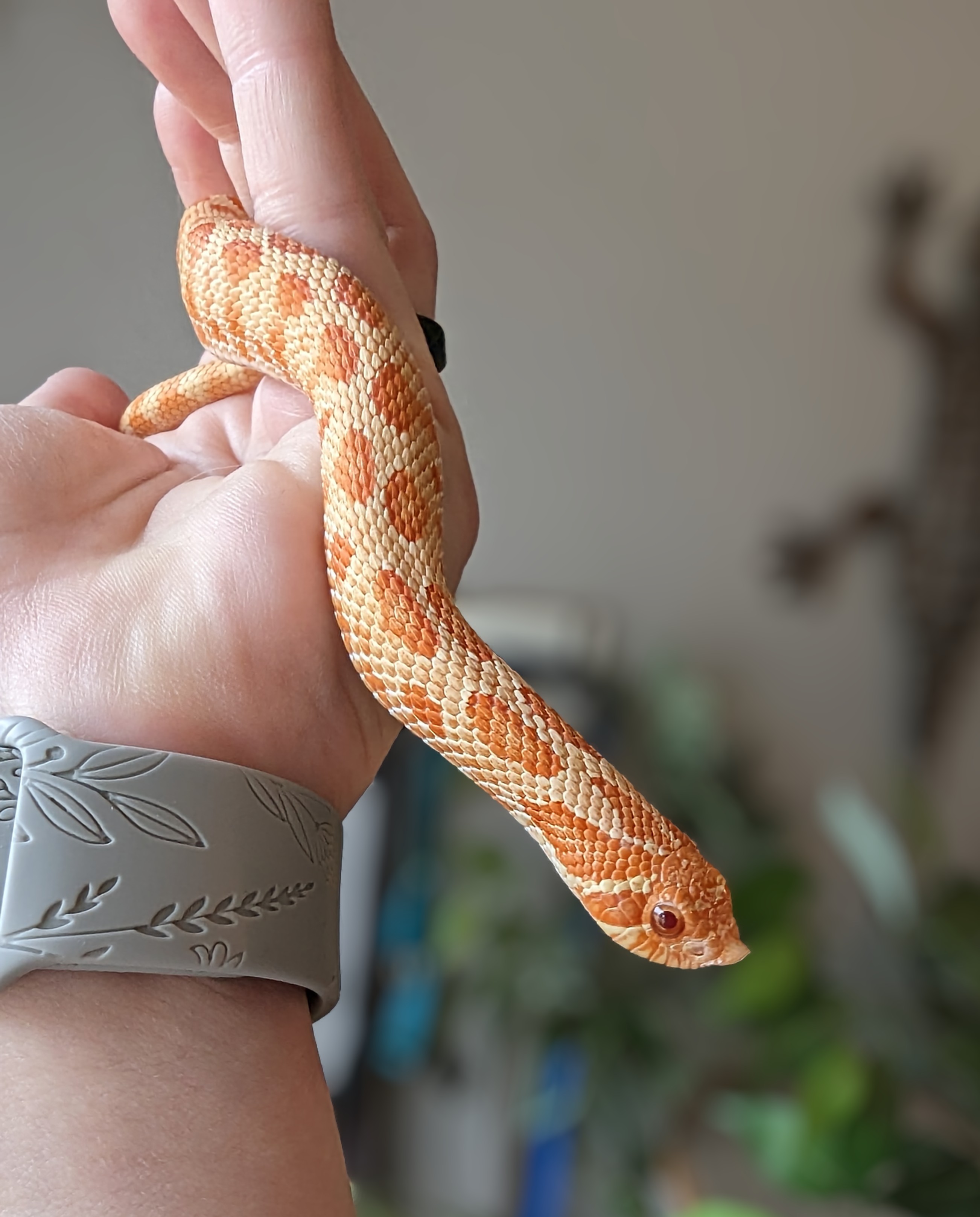 Albino Anaconda western hognose morph