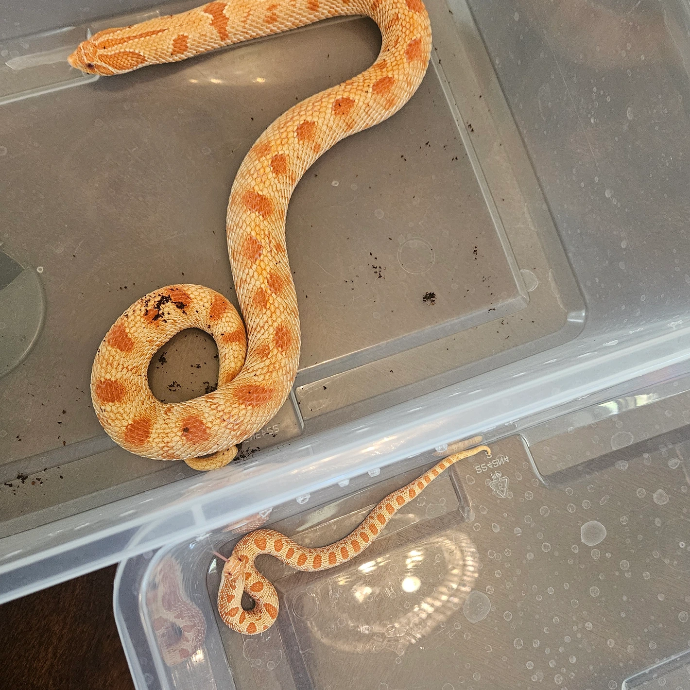 Albino Anaconda western hognose morph