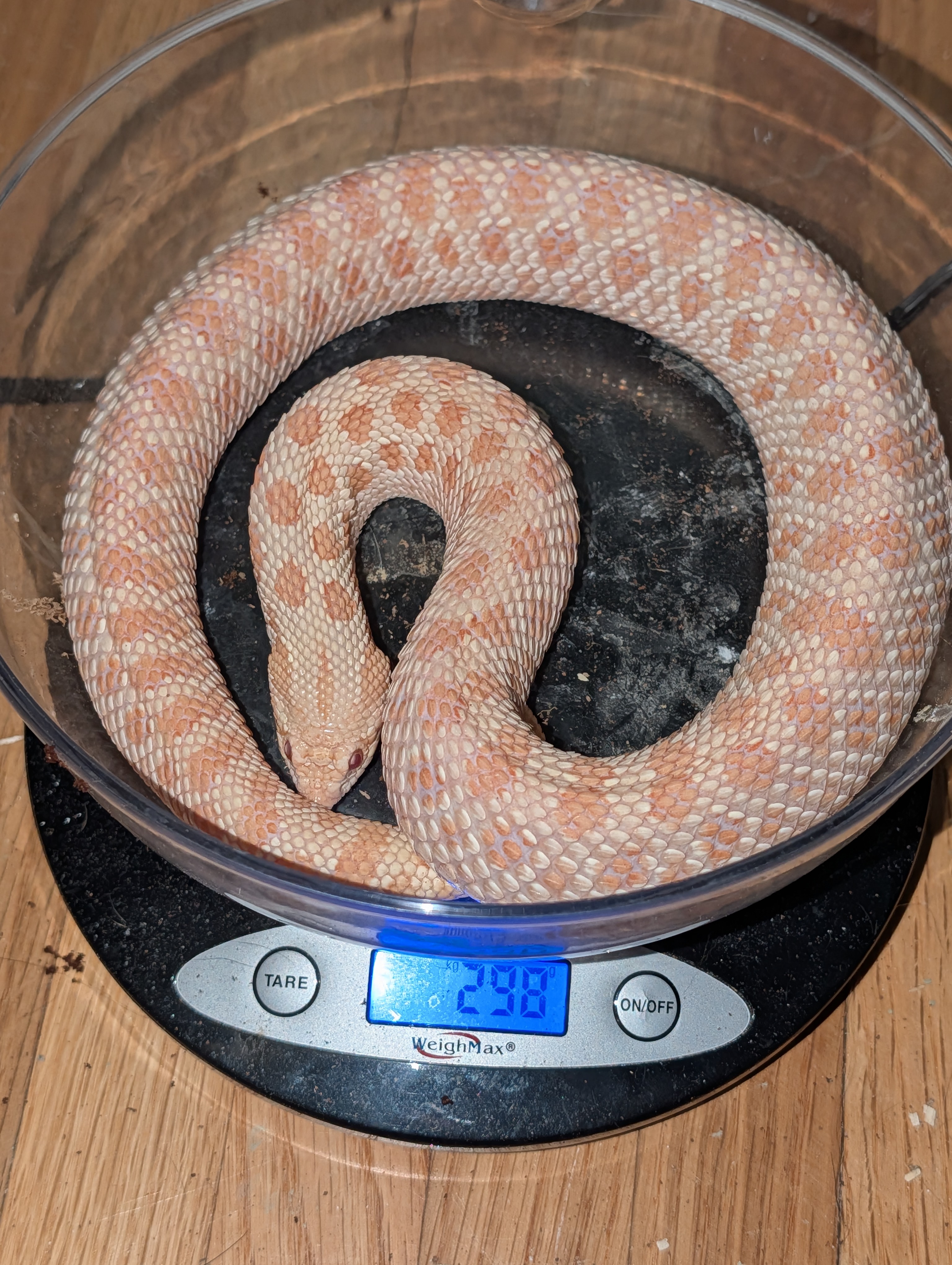 Albino Frosted Arctic western hognose morph