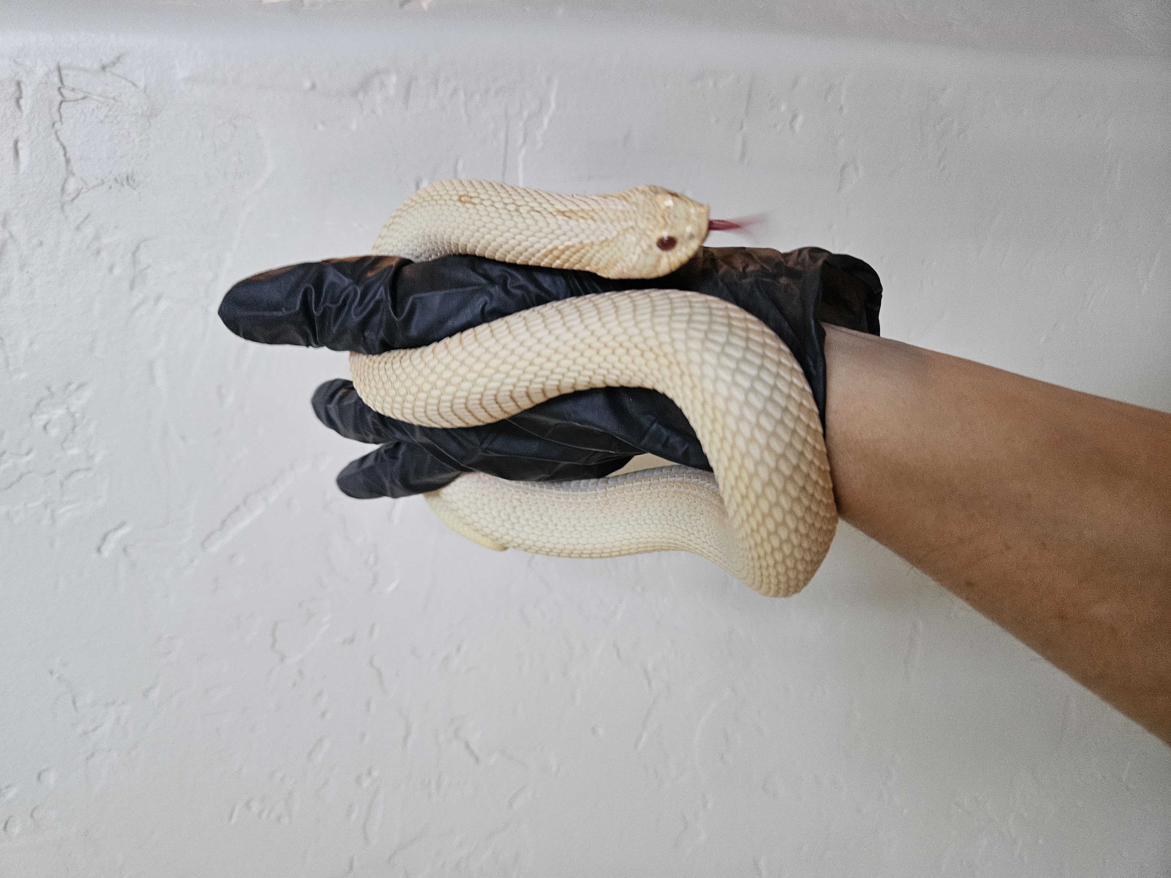 Albino Superconda western hognose morph
