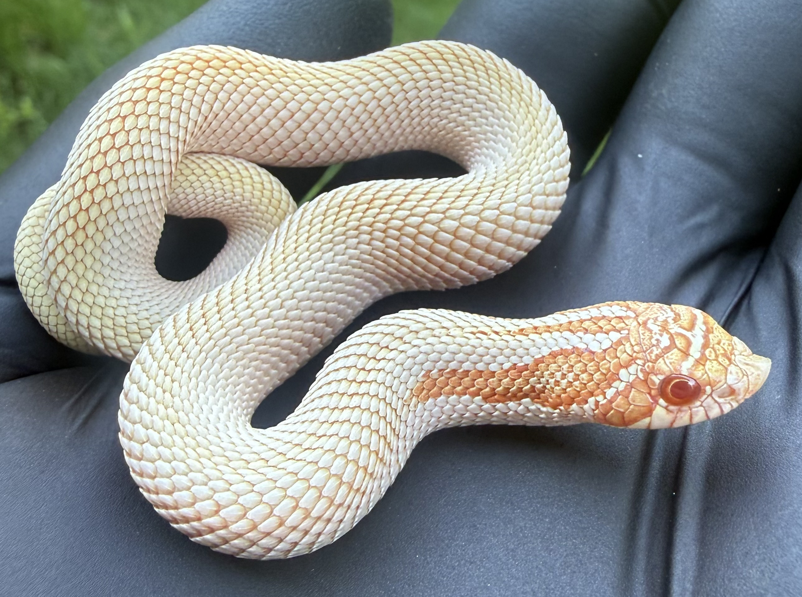 Albino Superconda western hognose morph