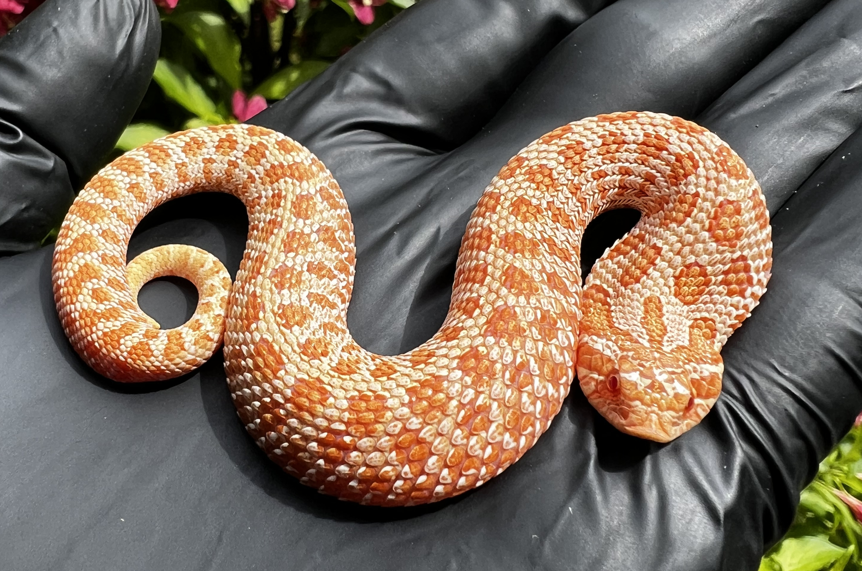 Albino western hognose morph