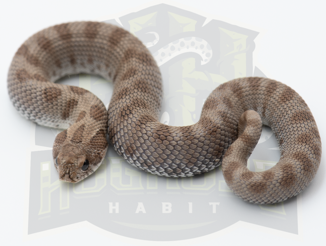 Antarctic Anaconda western hognose morph