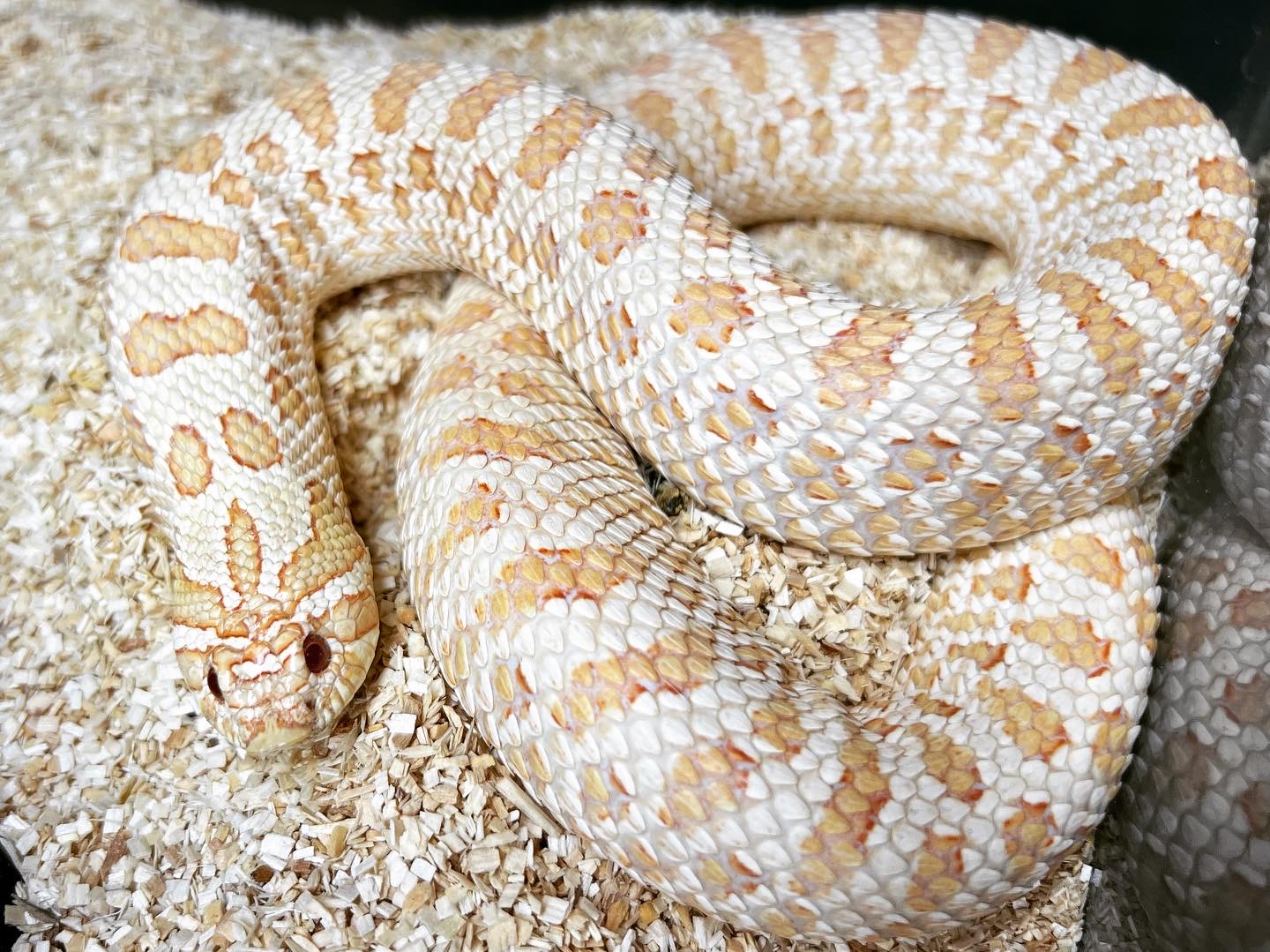 Albino Arctic western hognose morph