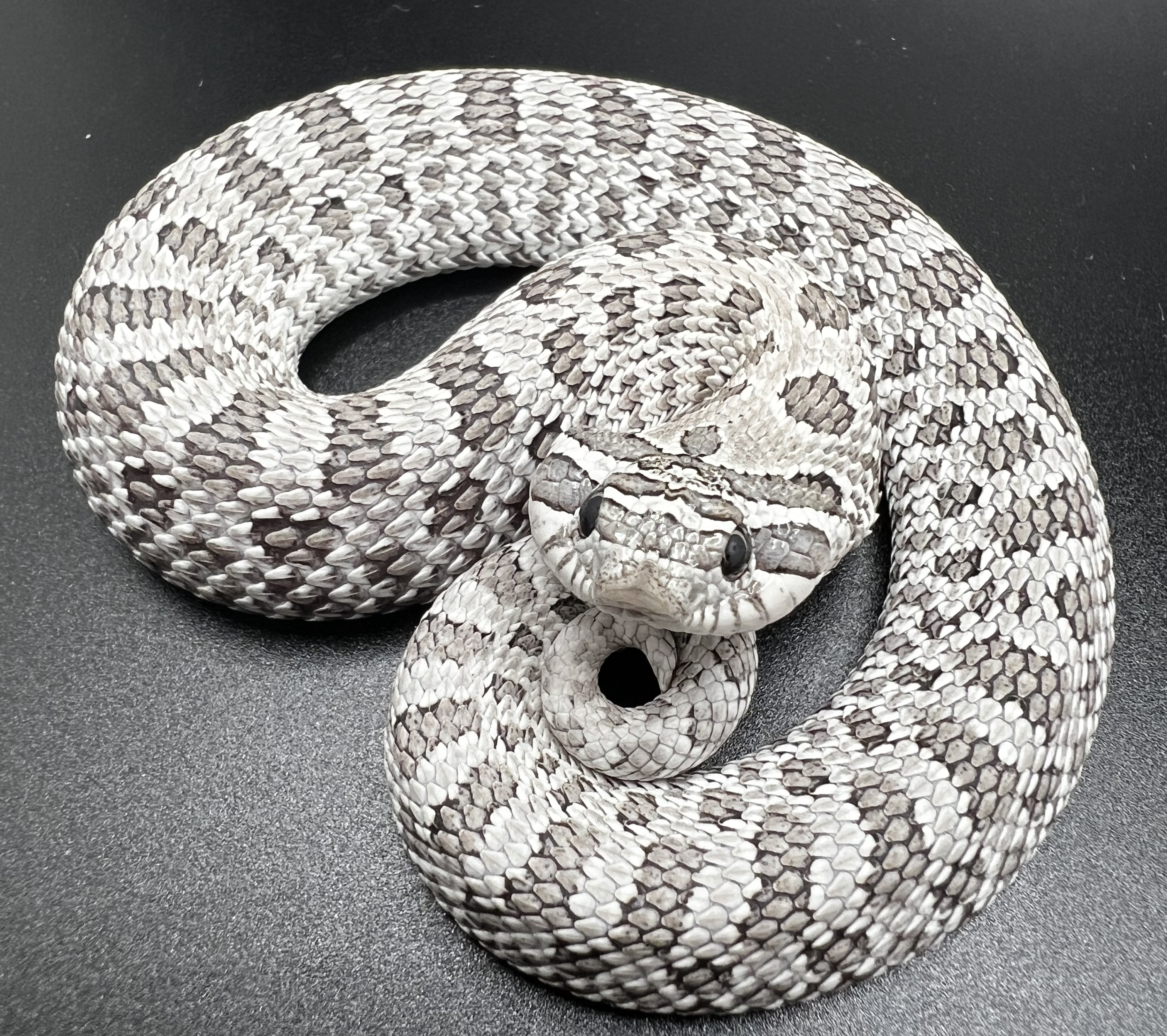 Axanthic Arctic western hognose morph