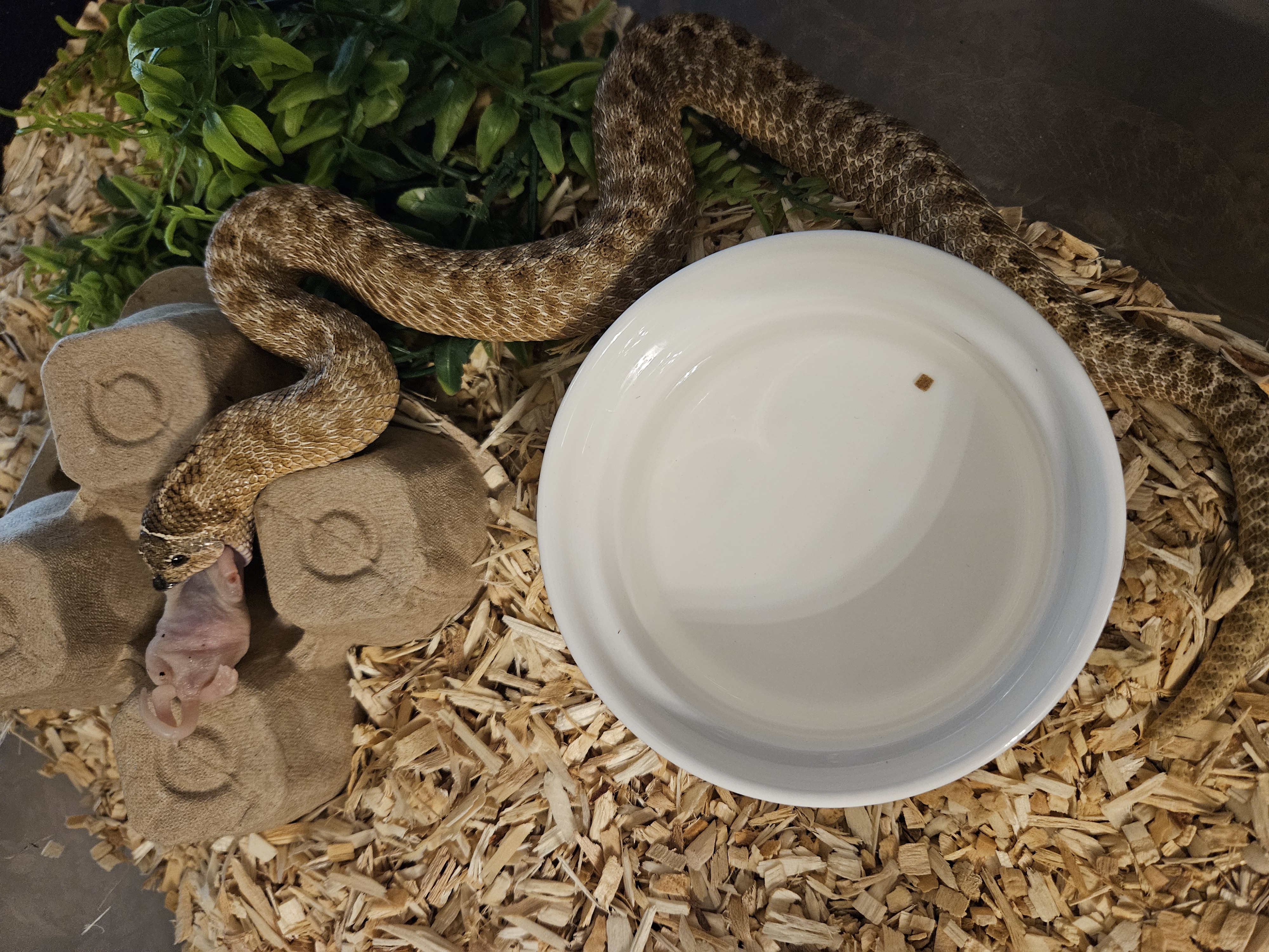 Arctic Cinnamon western hognose morph