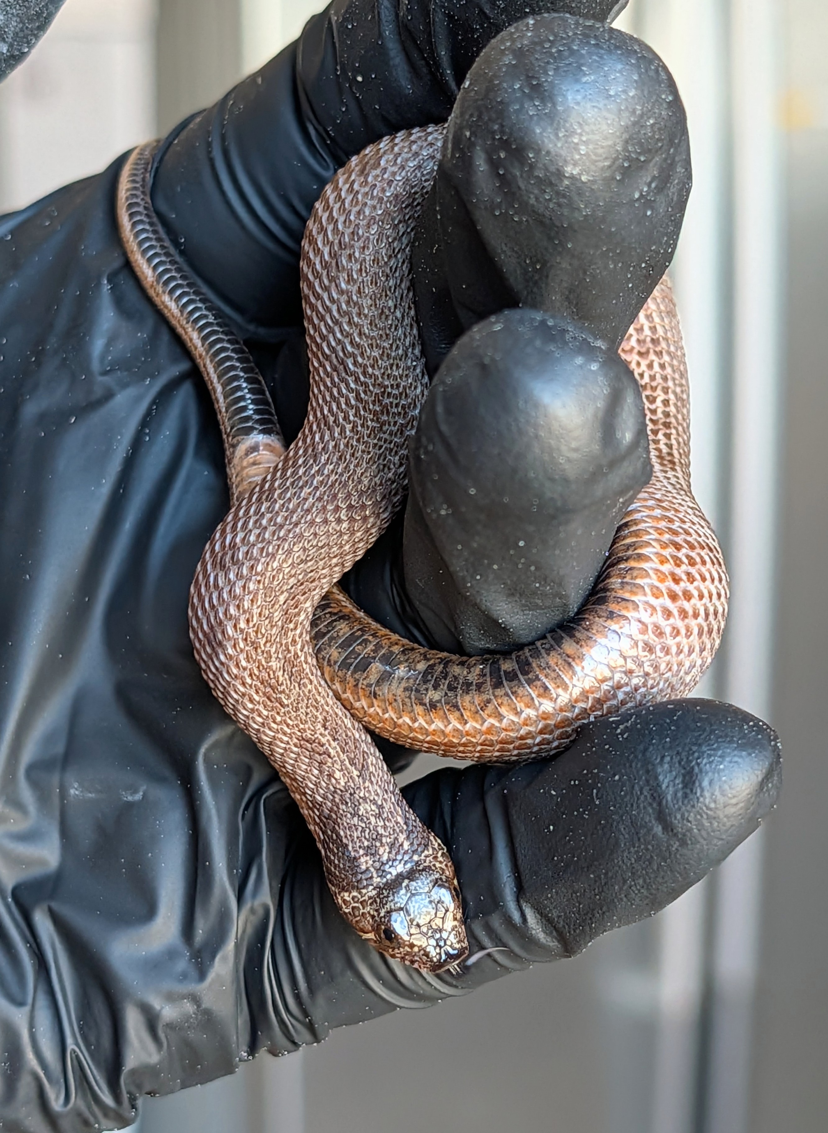 Arctic Cinnamon western hognose morph