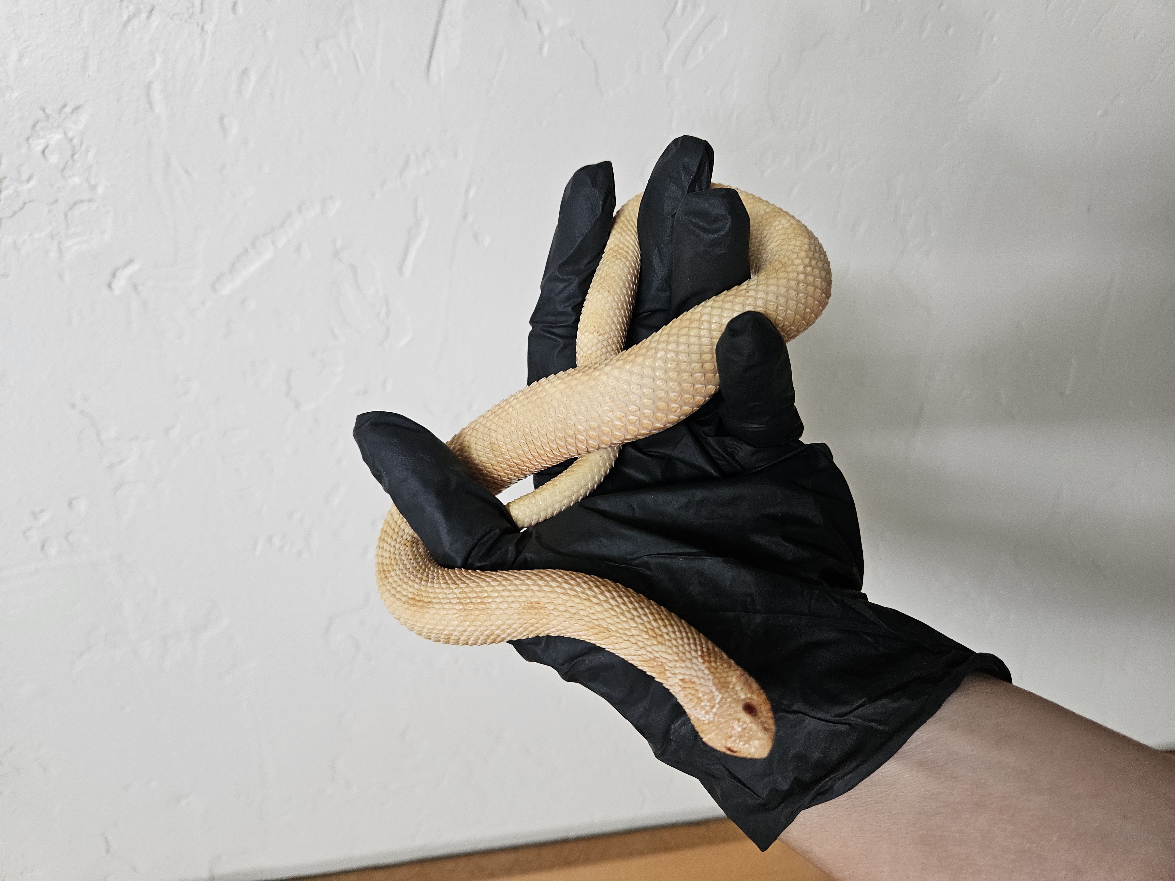Arctic Conda Cinnamon Albino western hognose morph