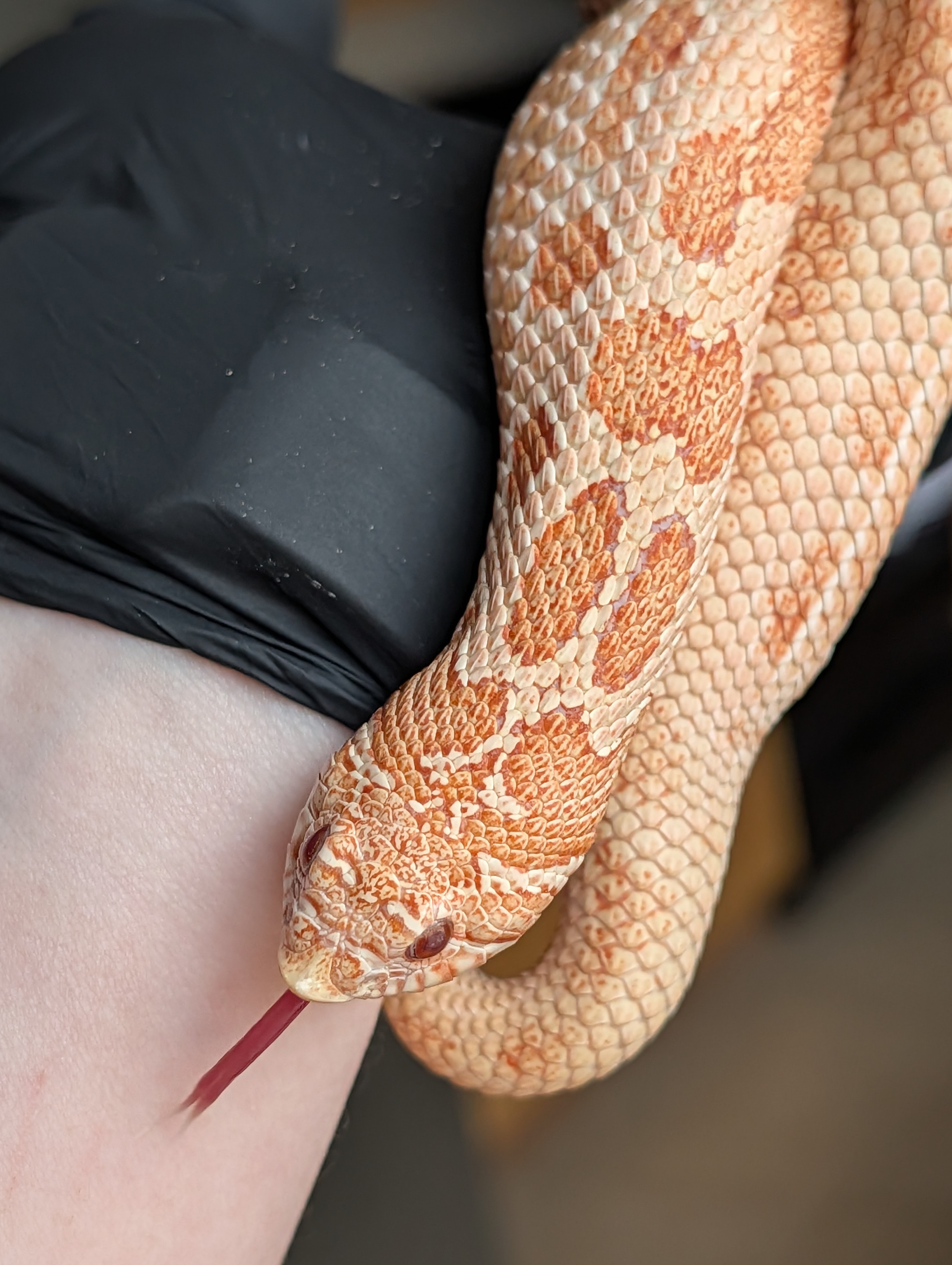 Arctic Conda Cinnamon Albino western hognose morph