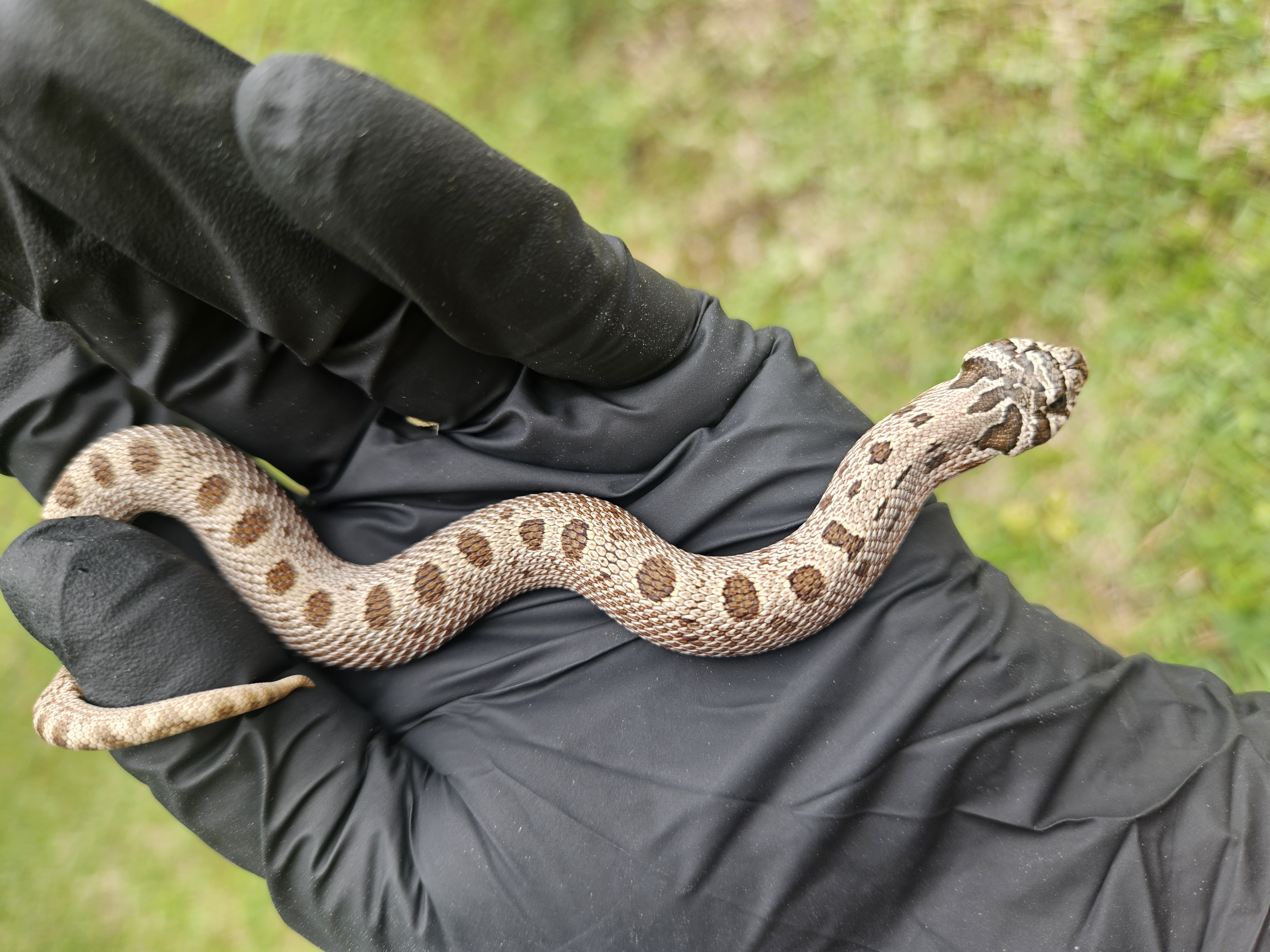 Grey Fog western hognose morph