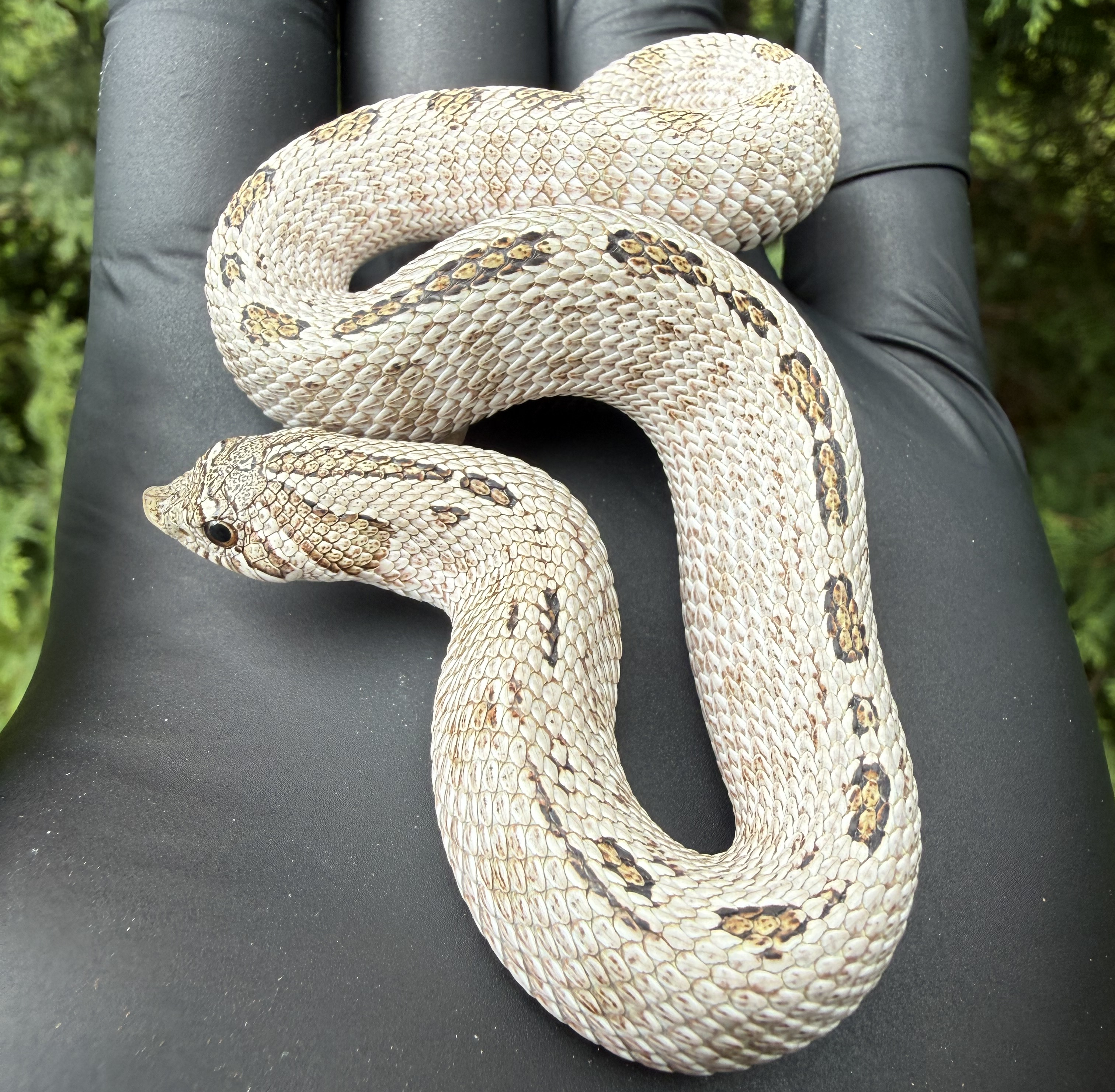 Grey Fog western hognose morph