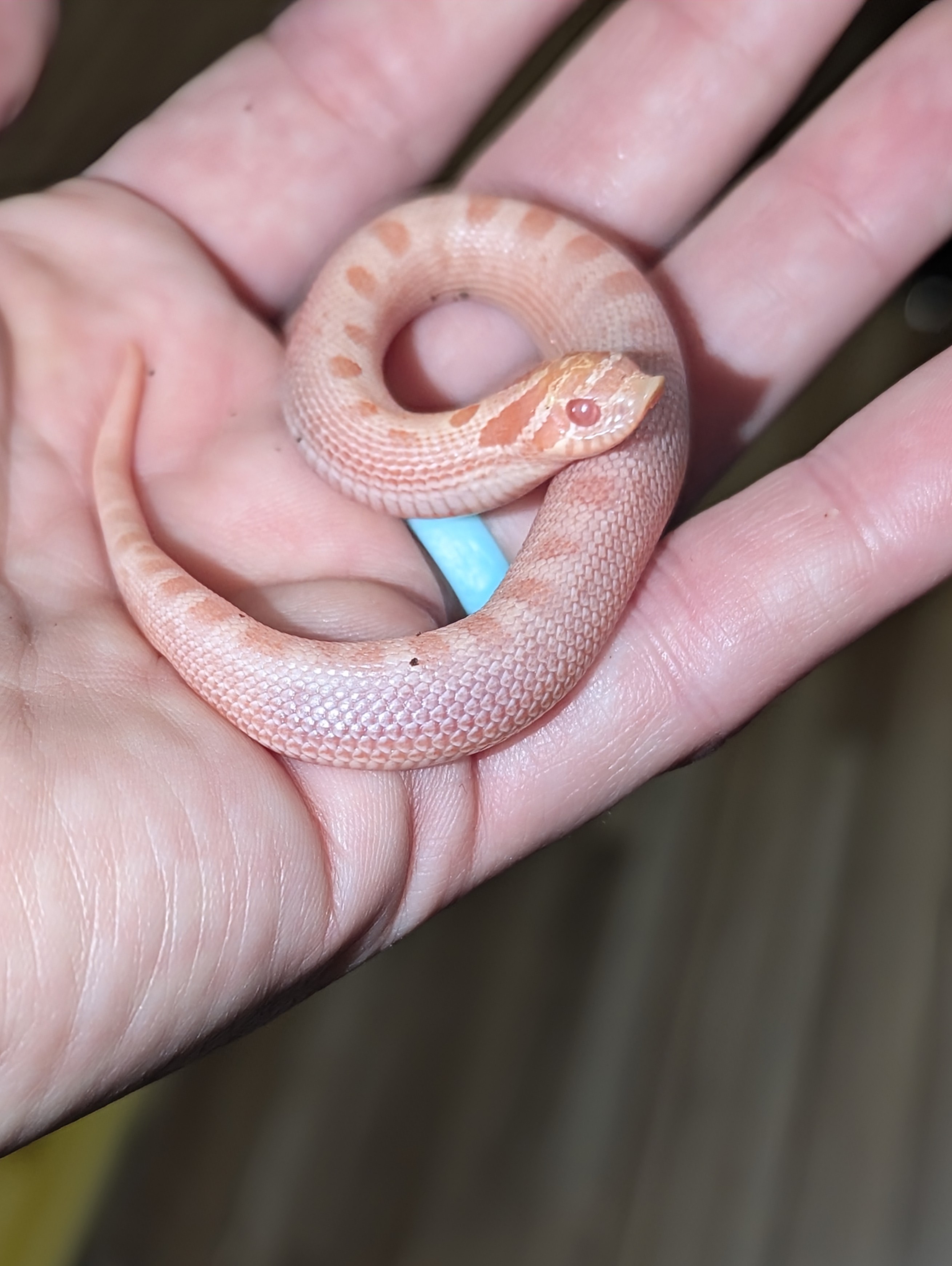 Coral Arctic Anaconda western hognose morph