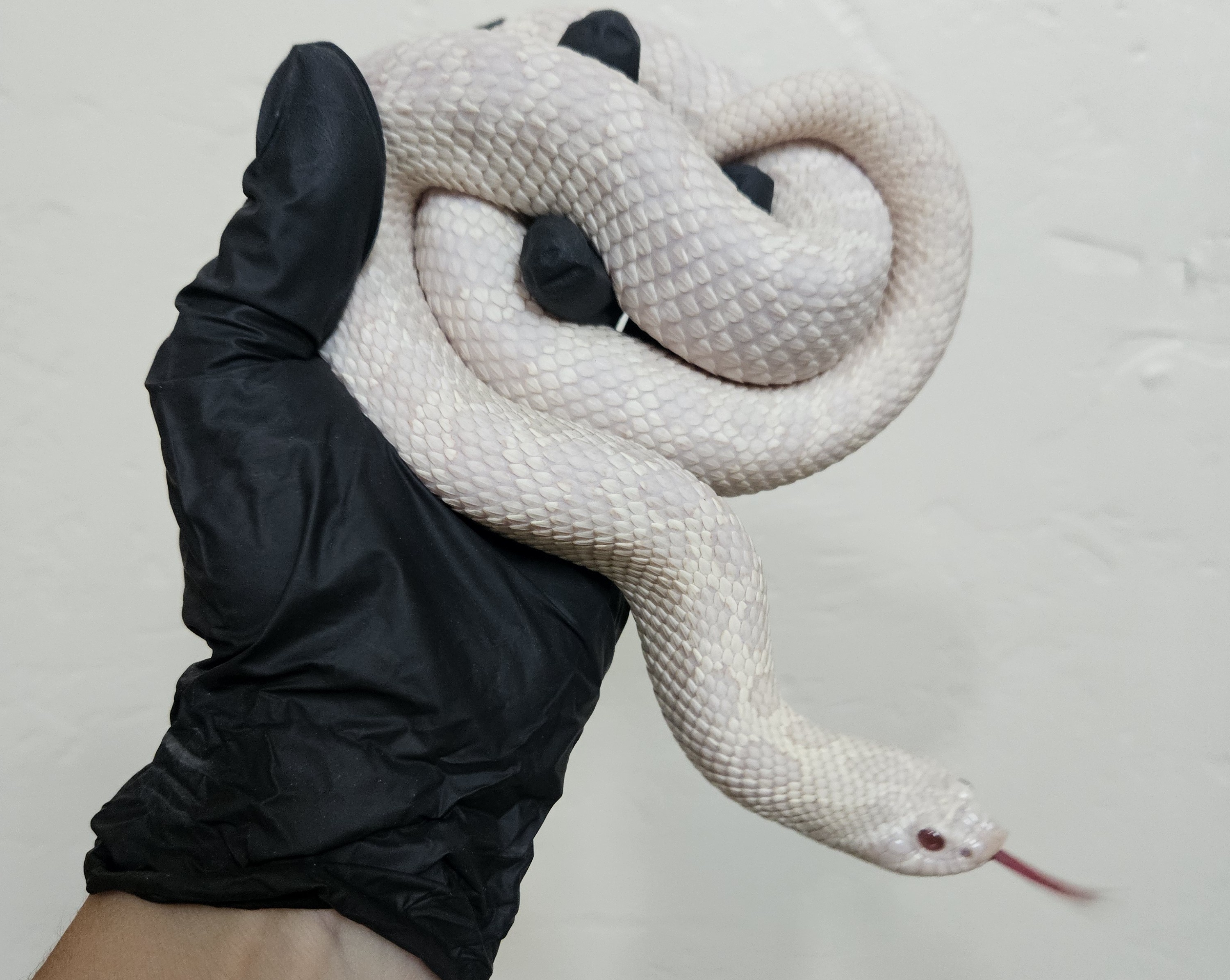 Coral Arctic western hognose morph