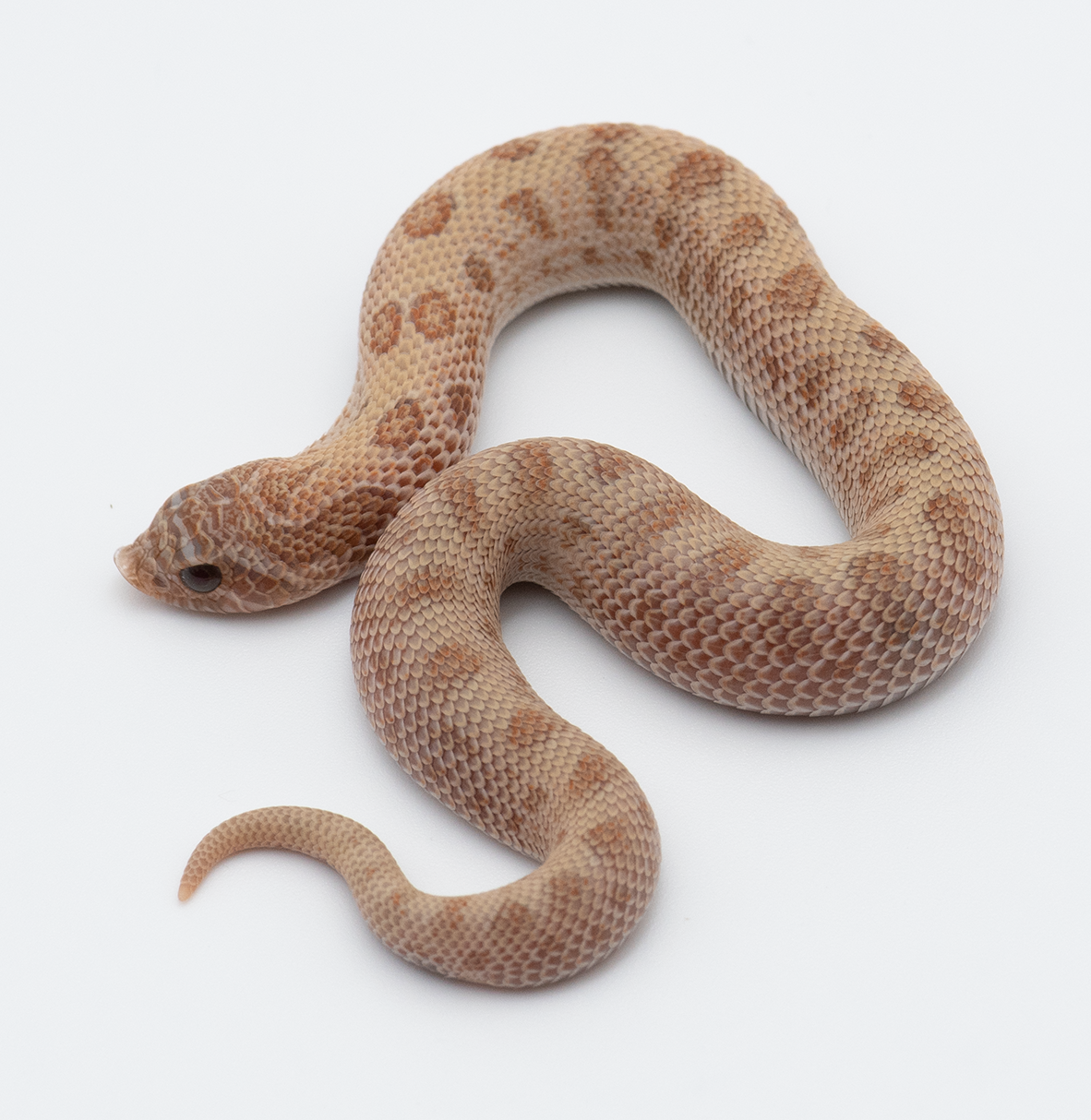 Mai Tai Arctic Anaconda western hognose morph