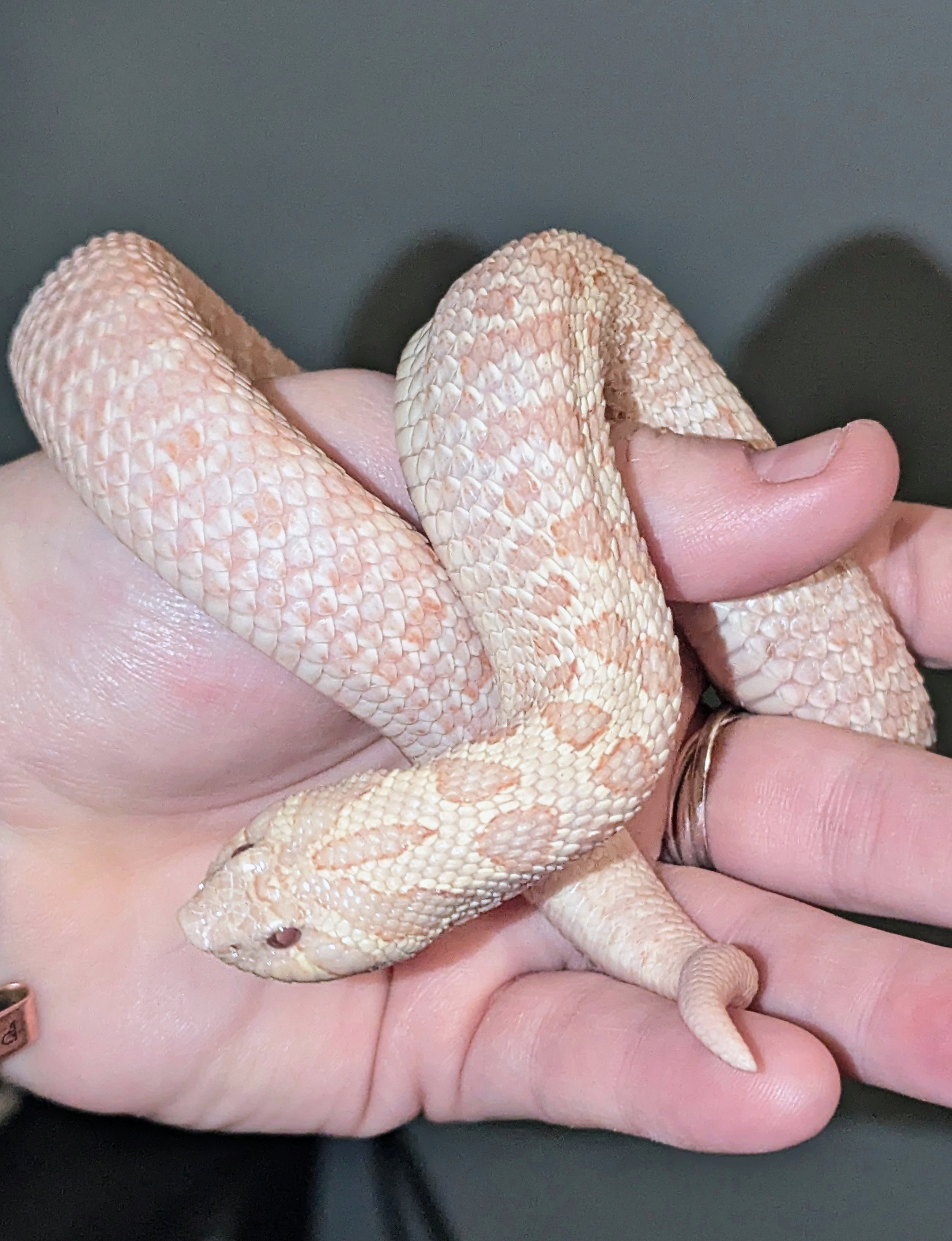Pink Pastel Arctic western hognose morph