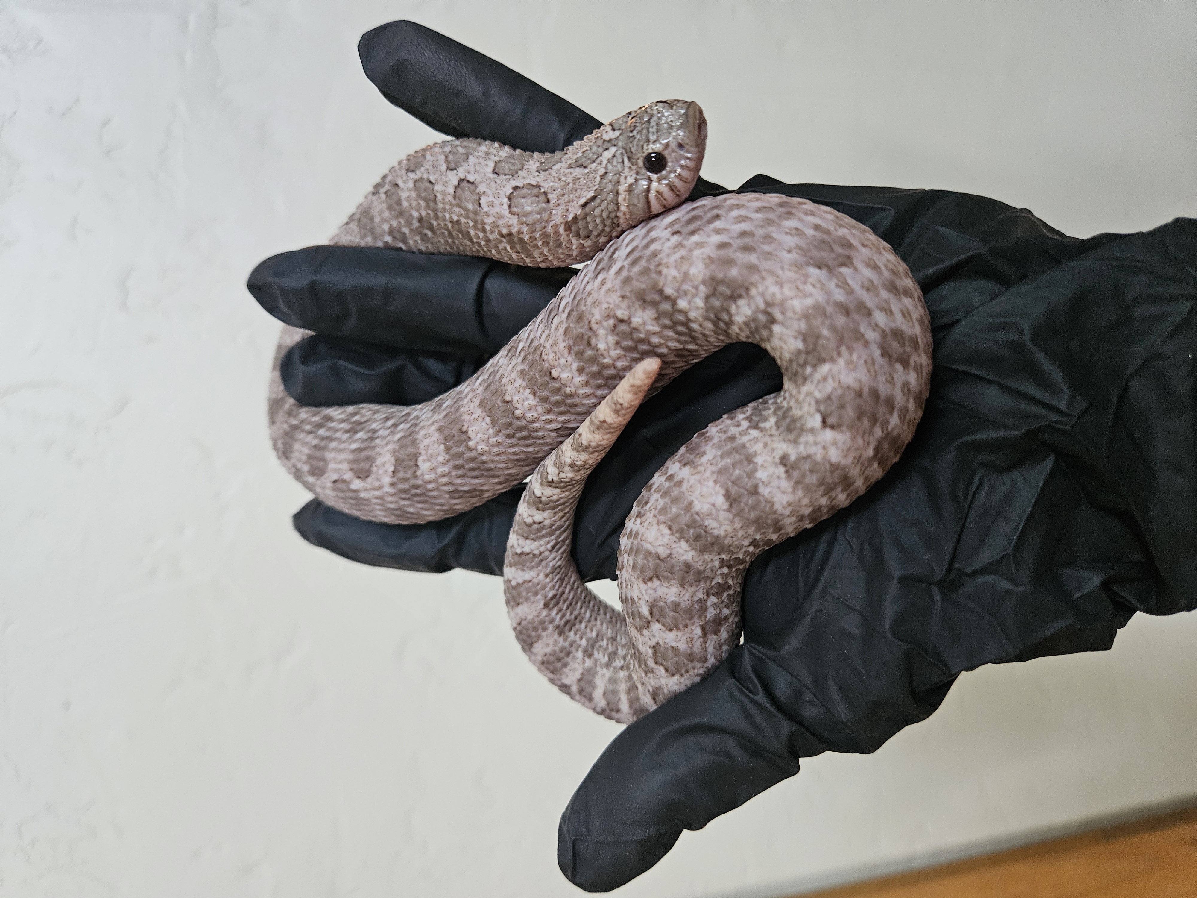 Purple Rain western hognose morph
