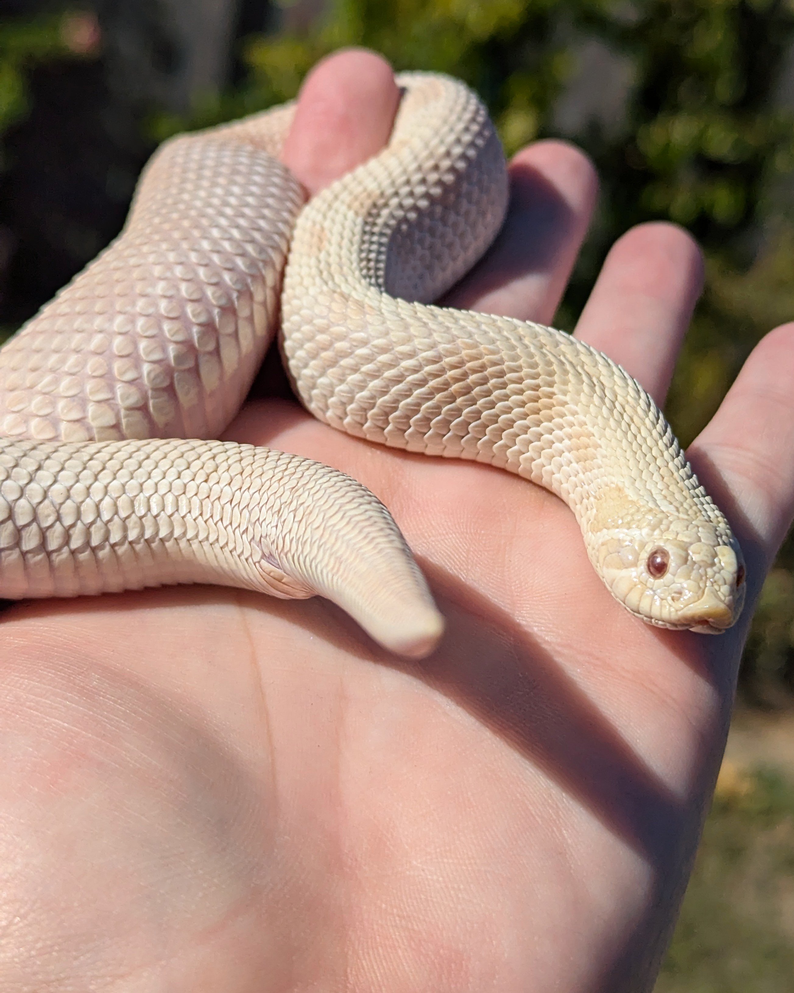 Yeti Arctic western hognose morph