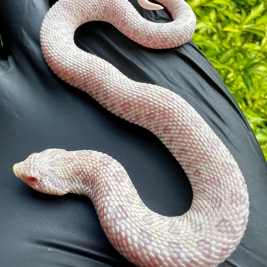 Snow Arctic western hognose morph