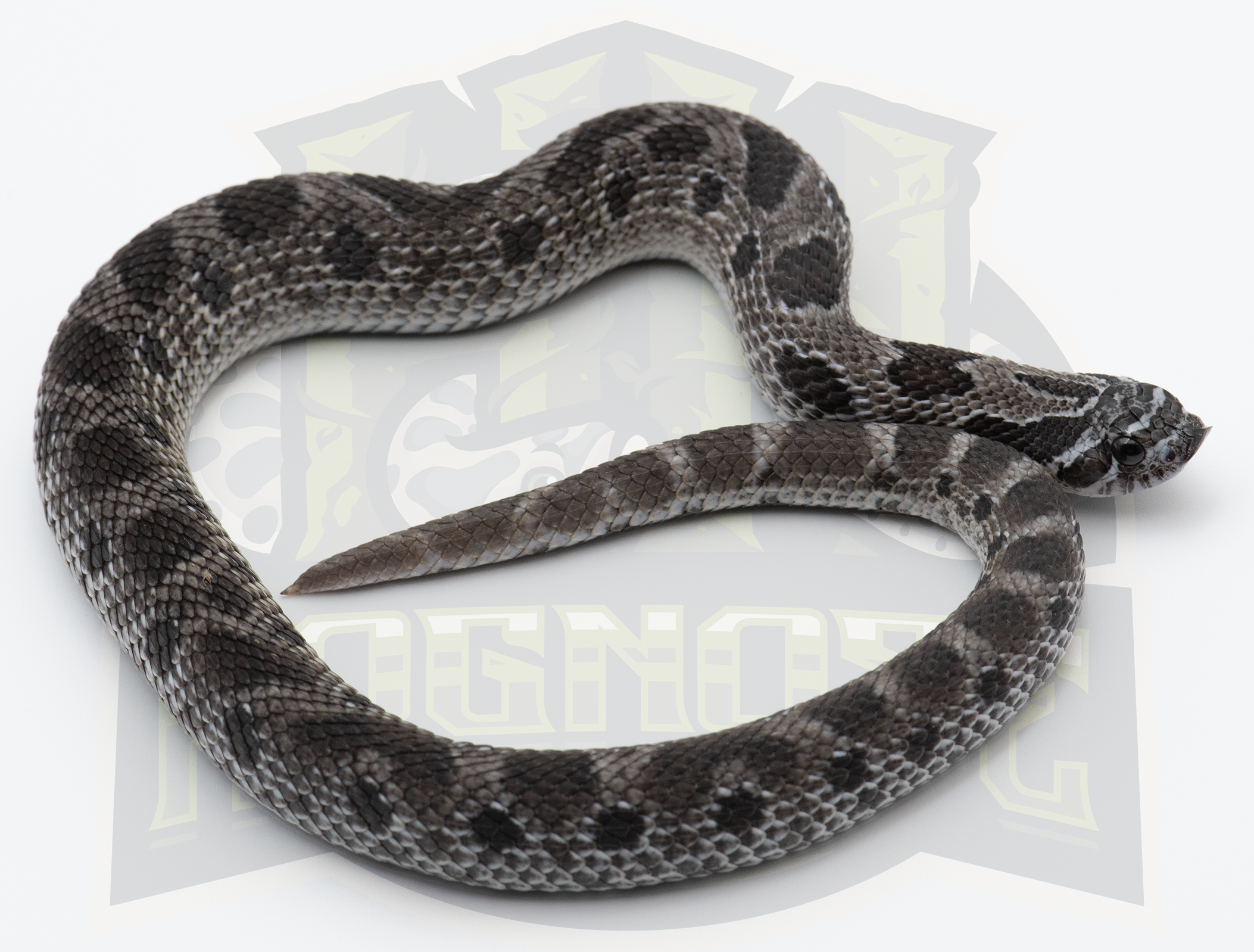 Stormcloud Arctic Anaconda western hognose morph