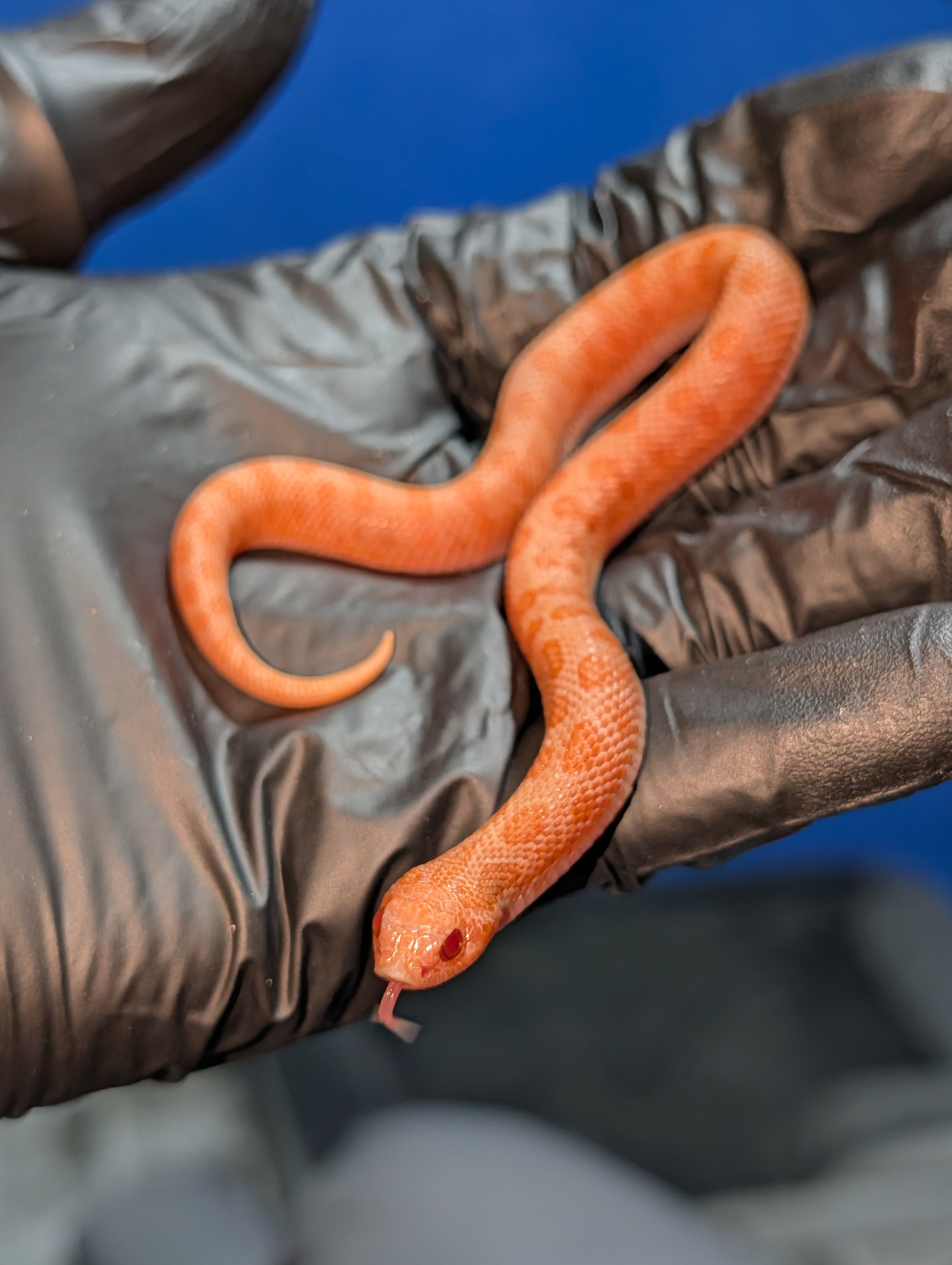 Red Rocket western hognose morph