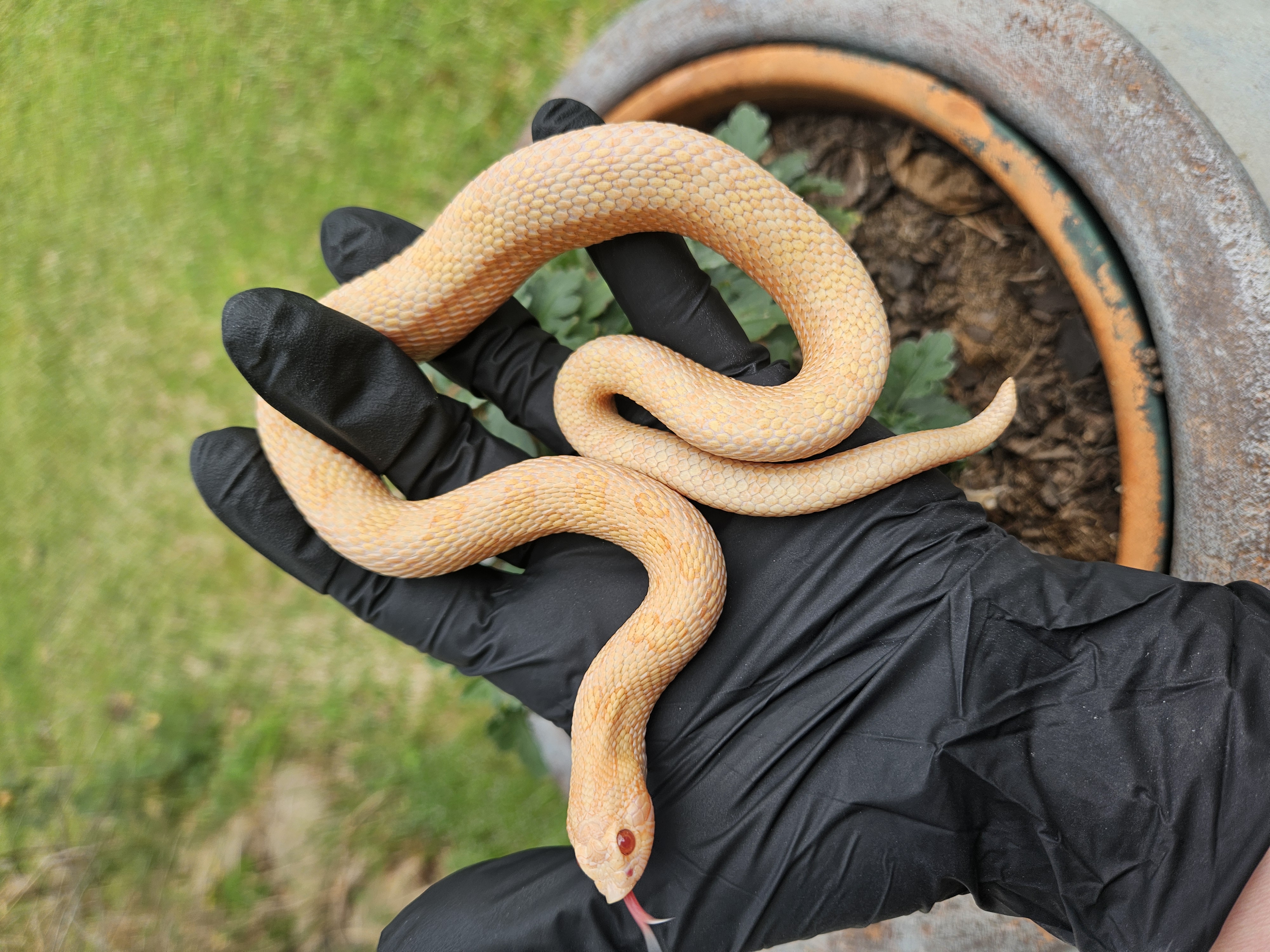 Red Rocket western hognose morph