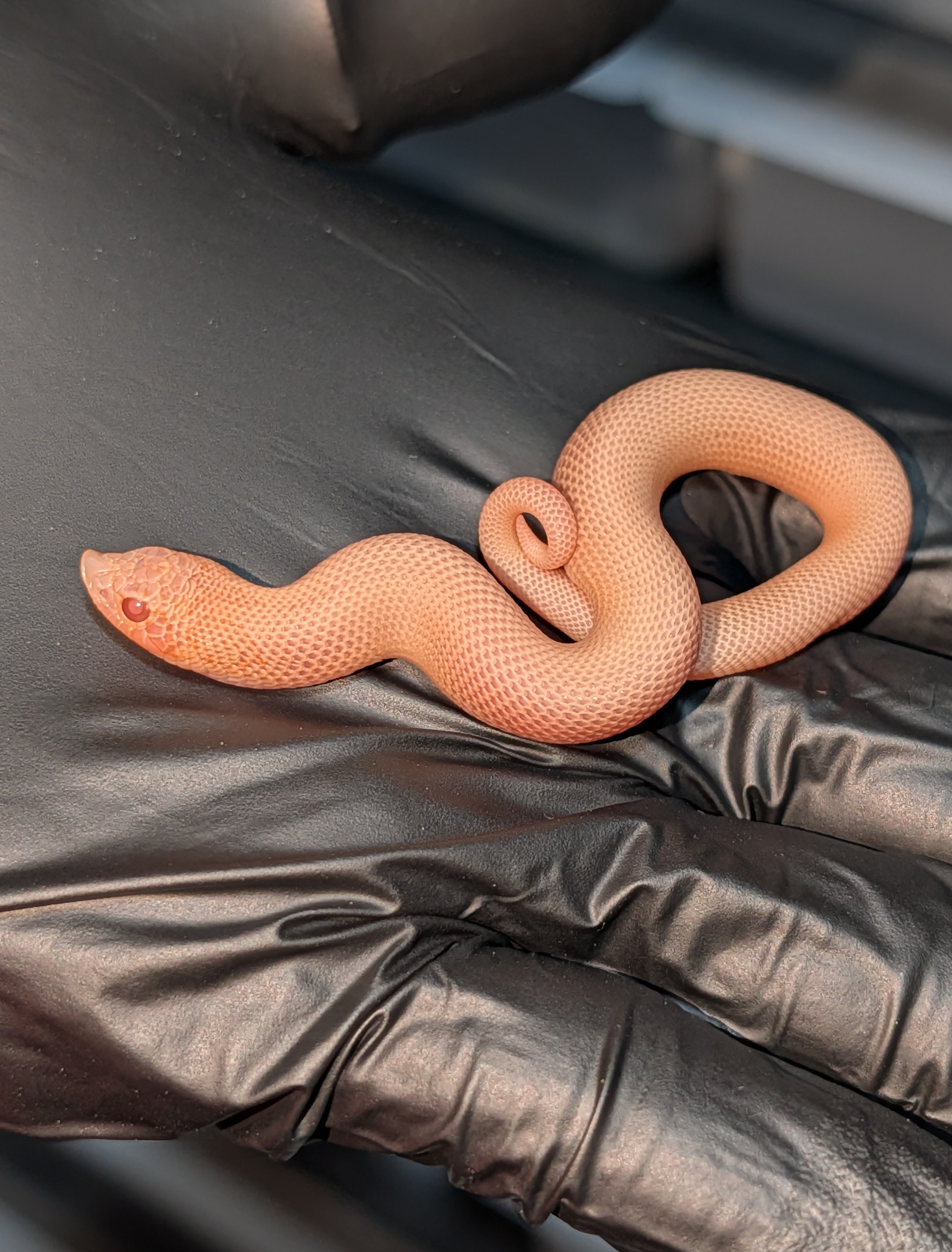 Summer Solstice western hognose morph