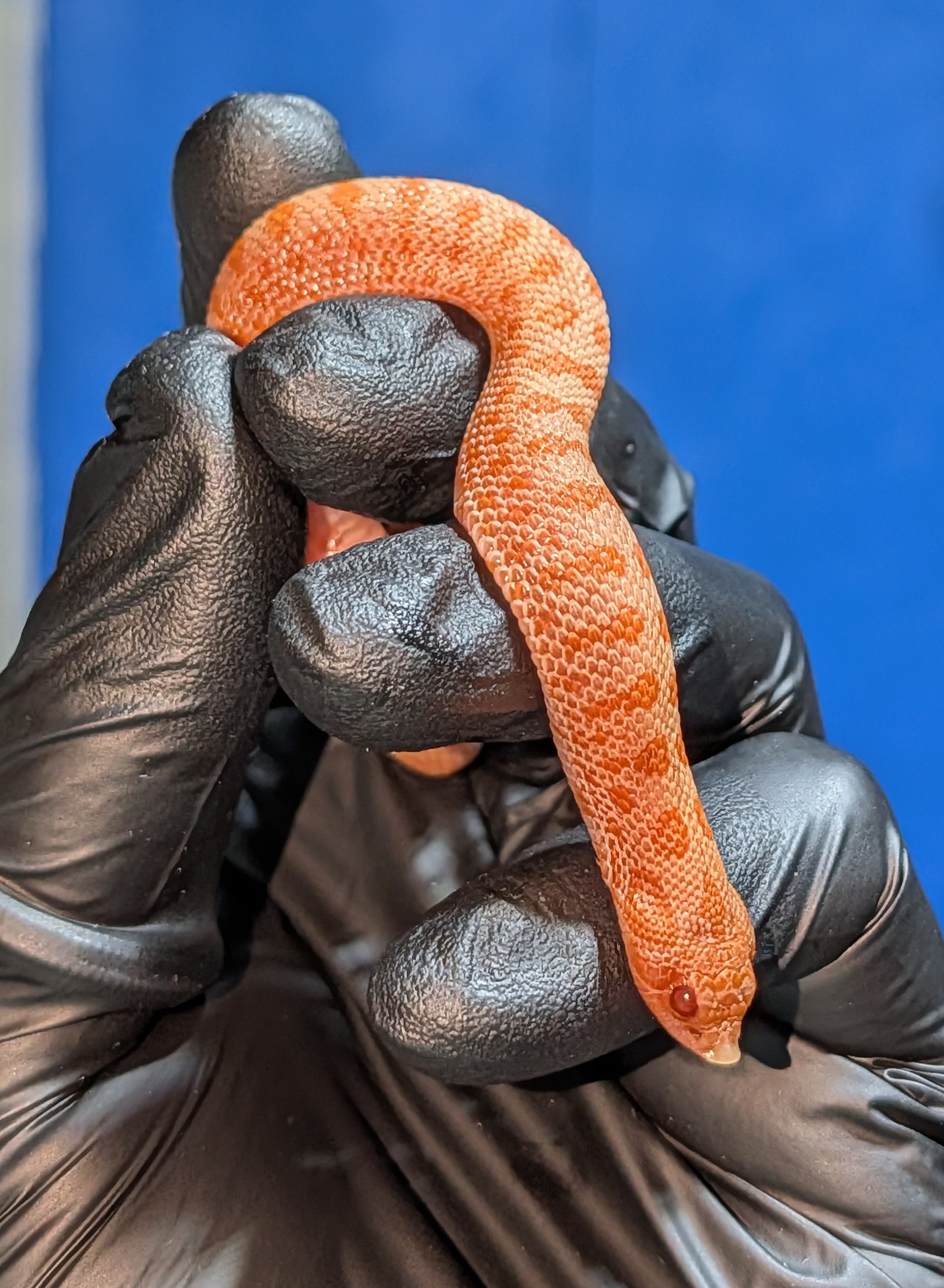 Sunburst Arctic western hognose morph