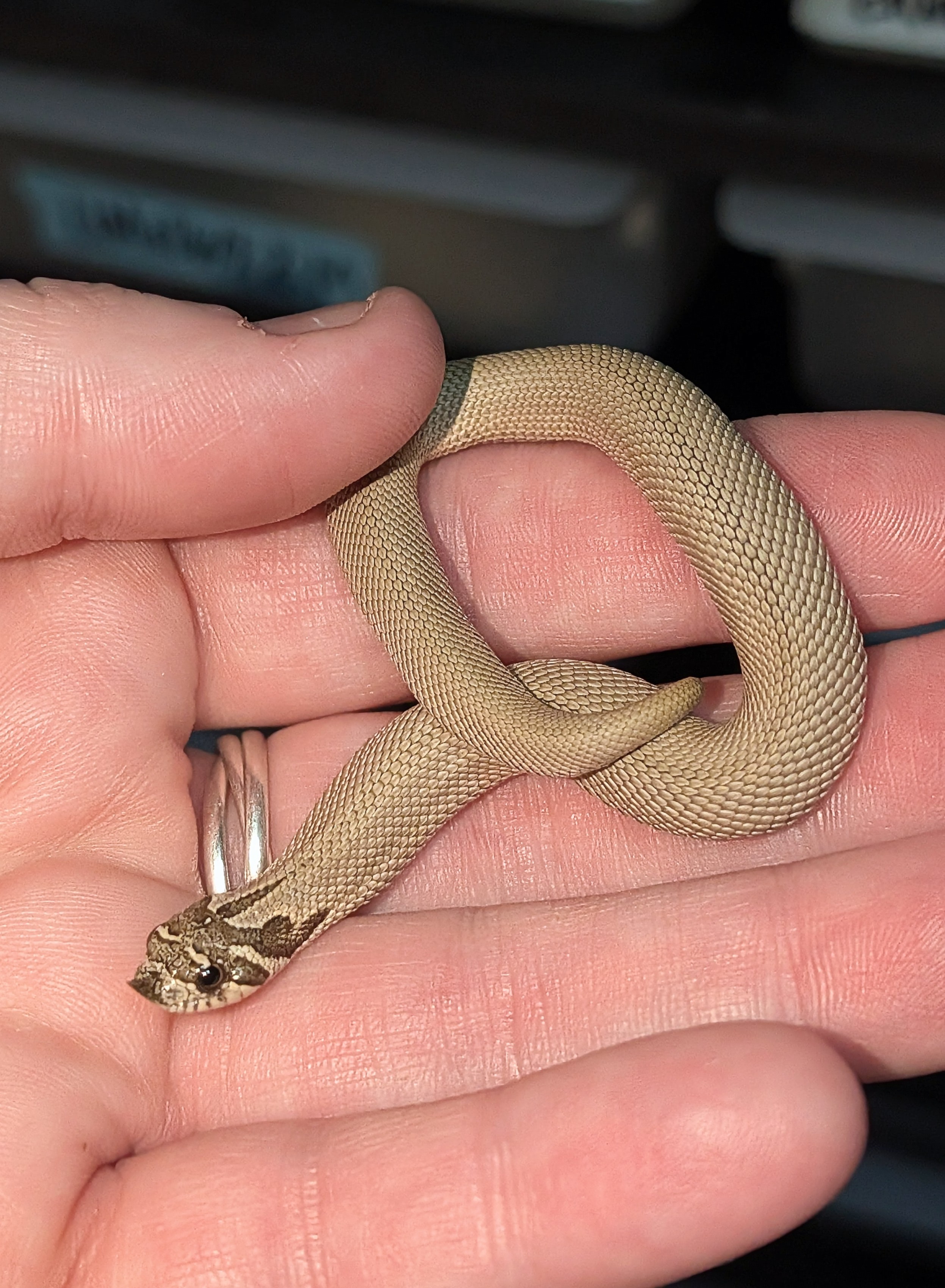 Platinum western hognose morph