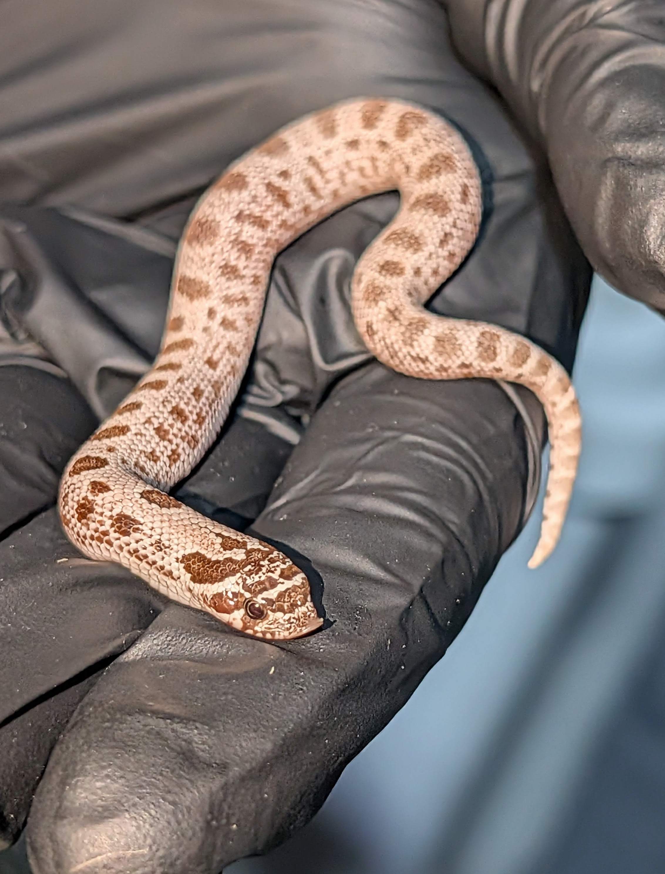 Toffee Arctic Anaconda western hognose morph