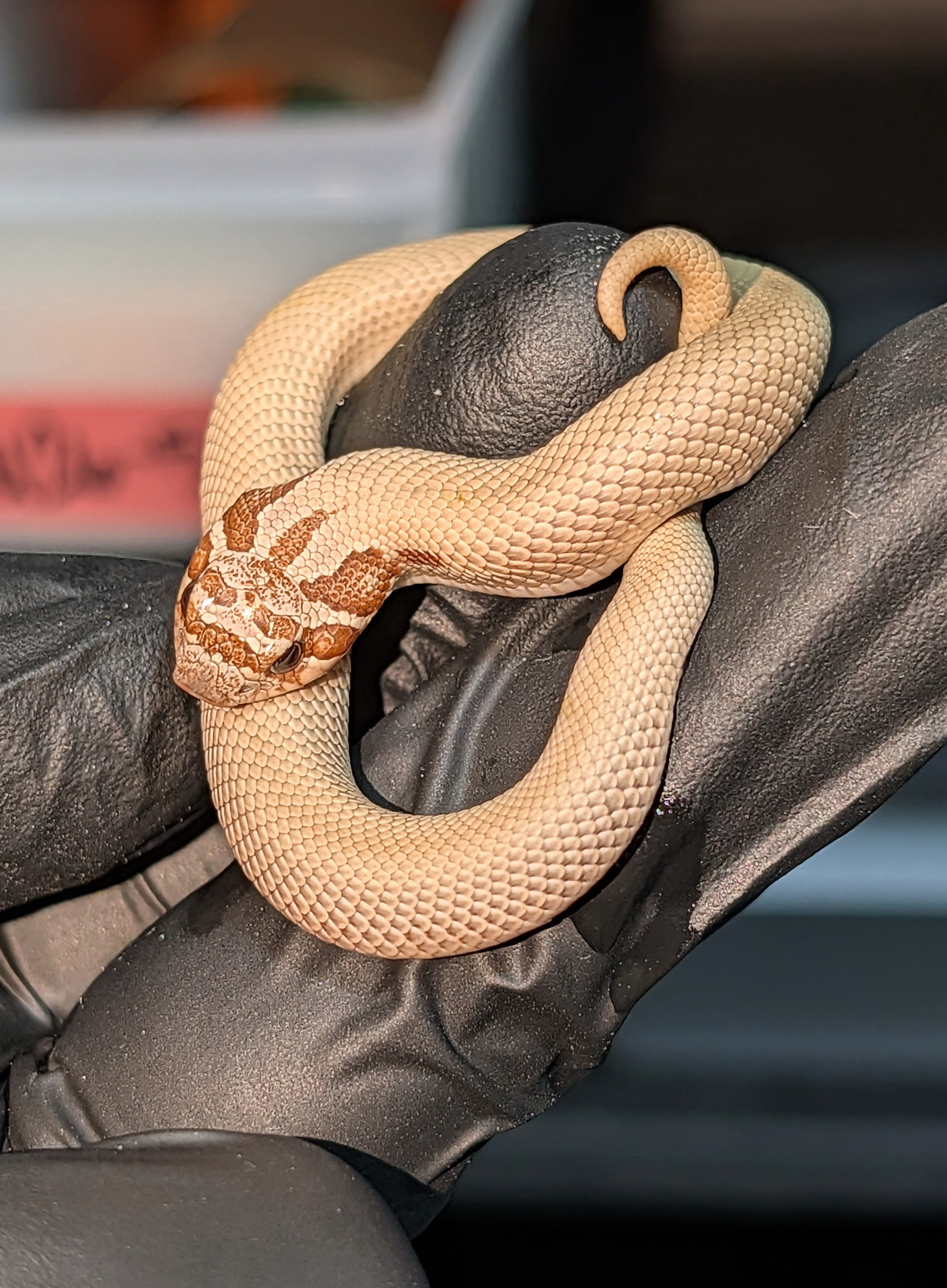 Toffee Arctic Superconda western hognose morph