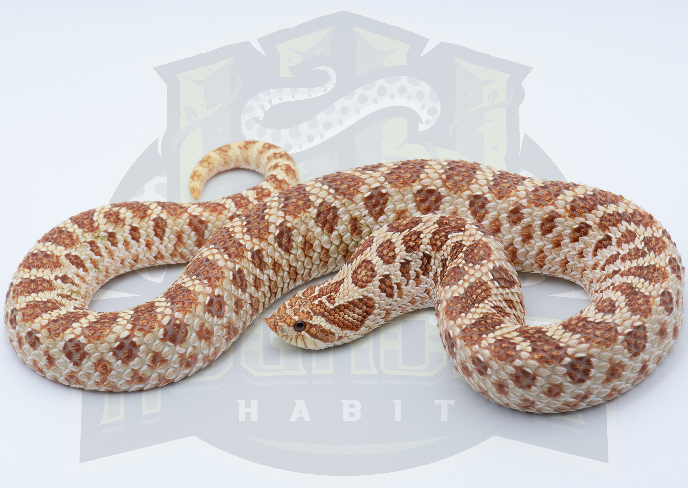 Toffee Arctic western hognose morph