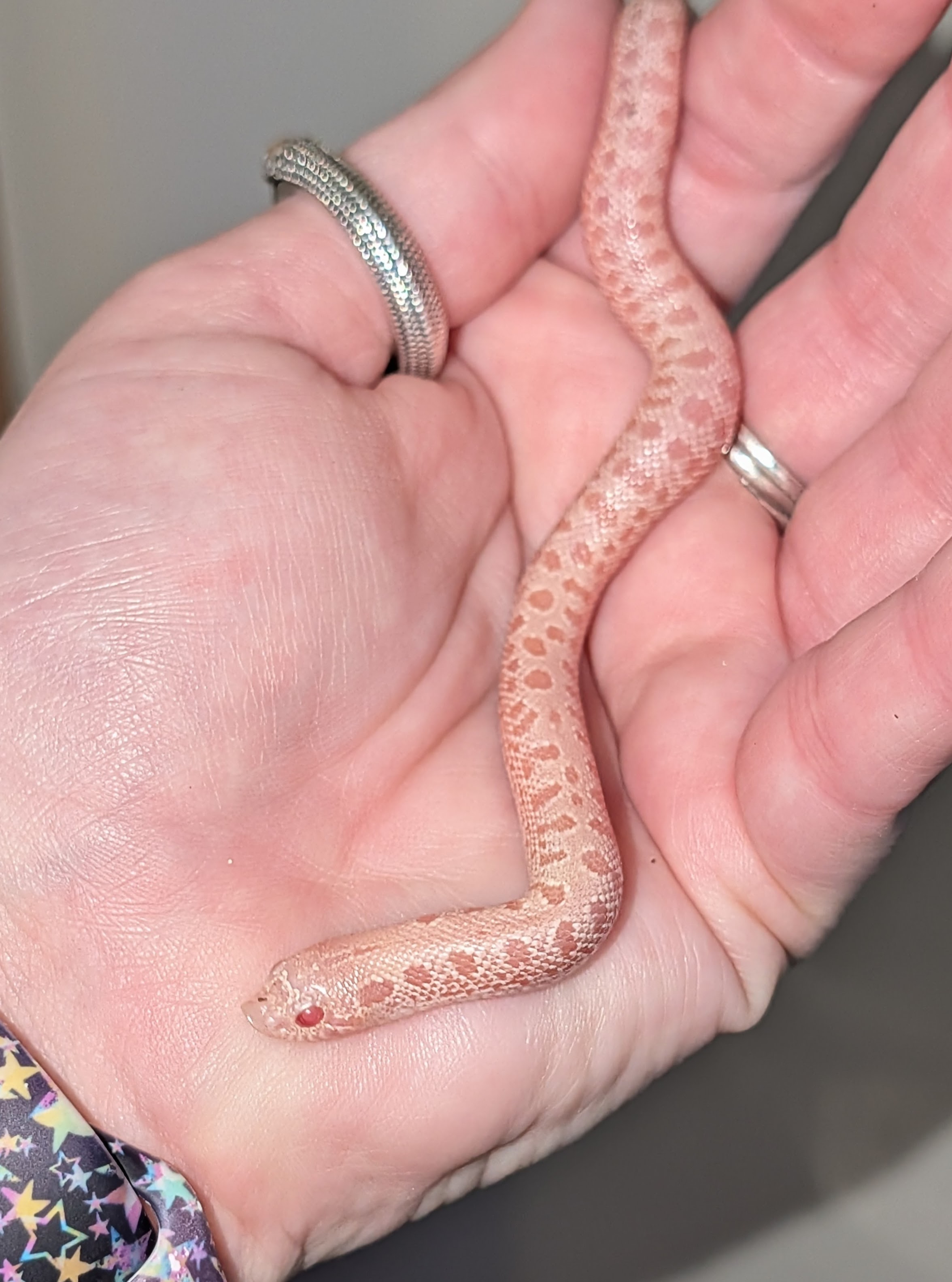 Ultramel Arctic western hognose morph