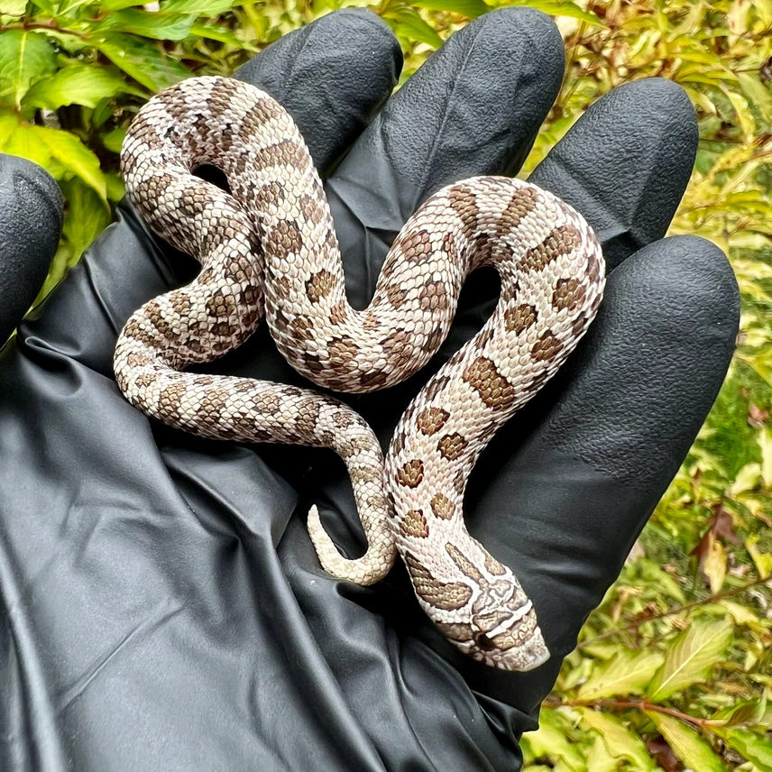 Arctic western hognose morph