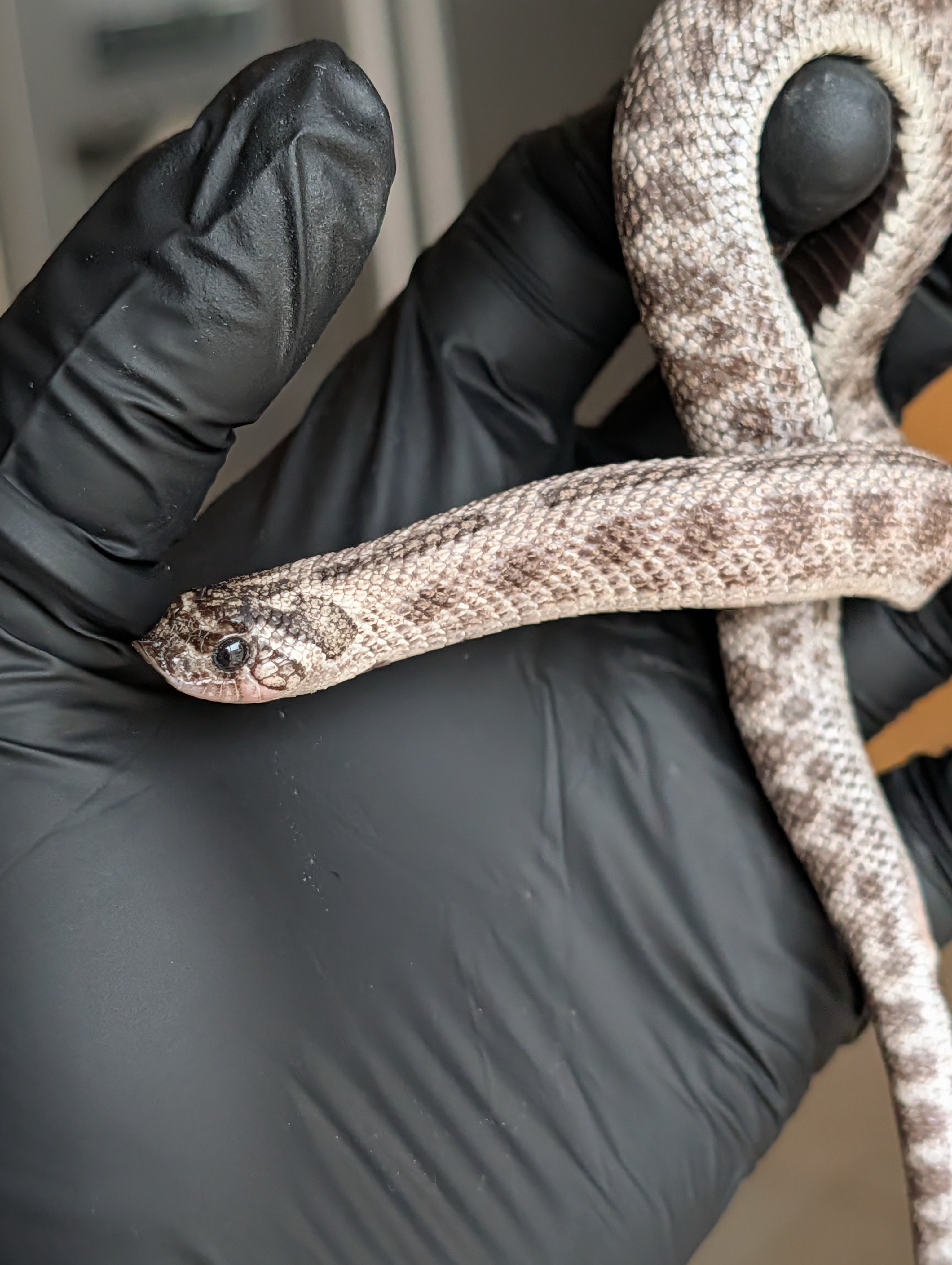 Axanthic Chocolate Anaconda western hognose morph