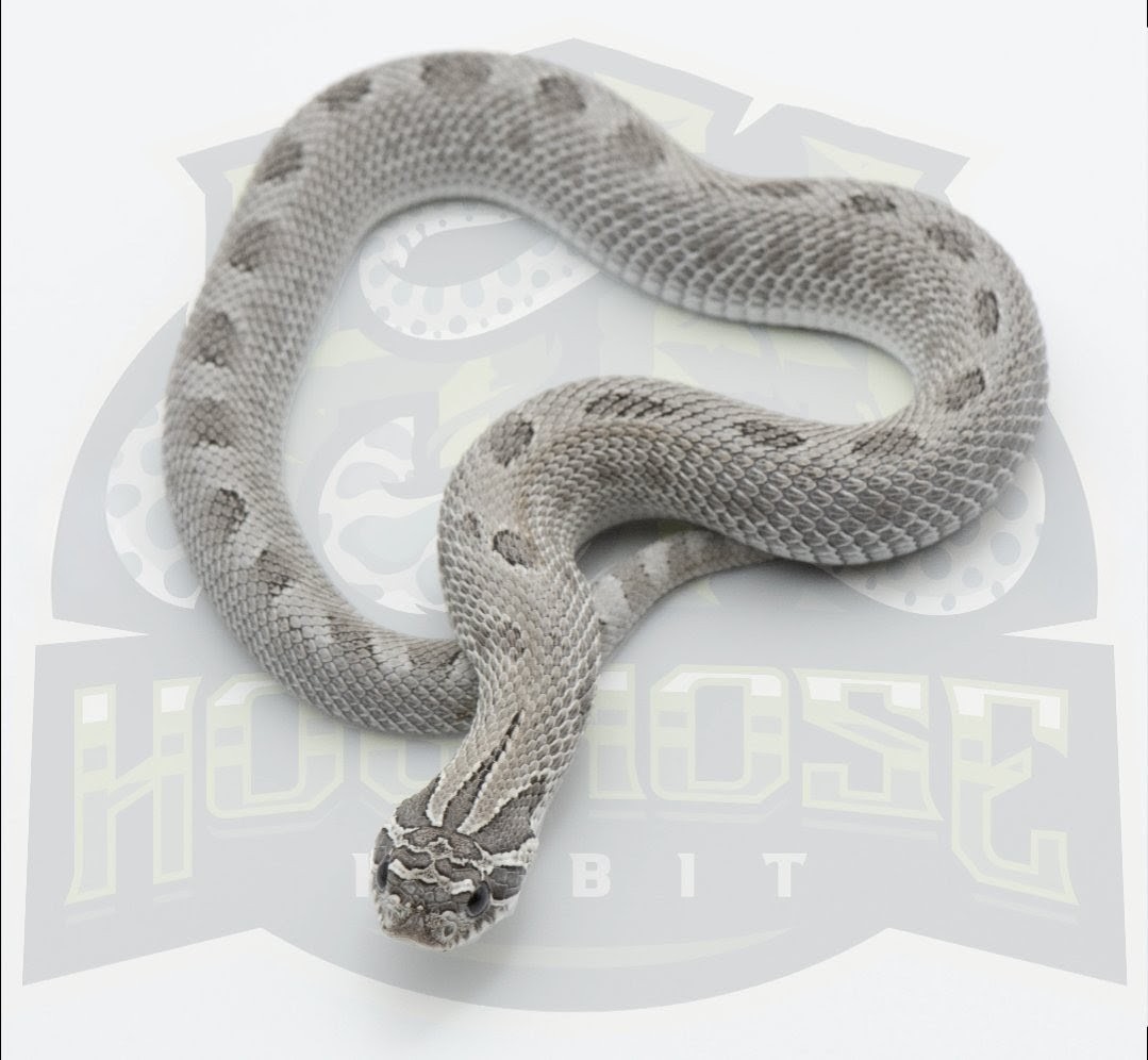 Axanthic Anaconda western hognose morph