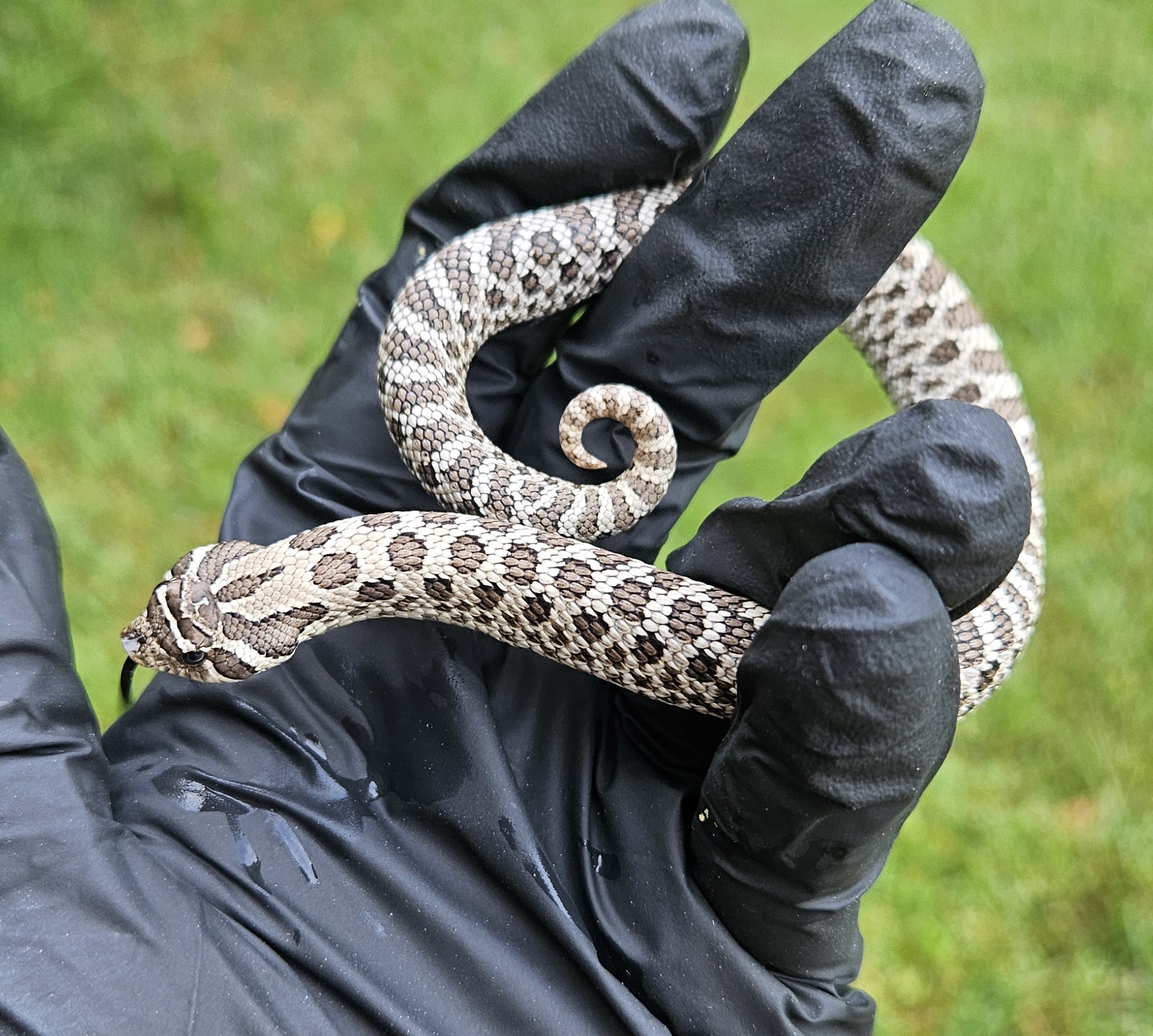 Axanthic western hognose morph