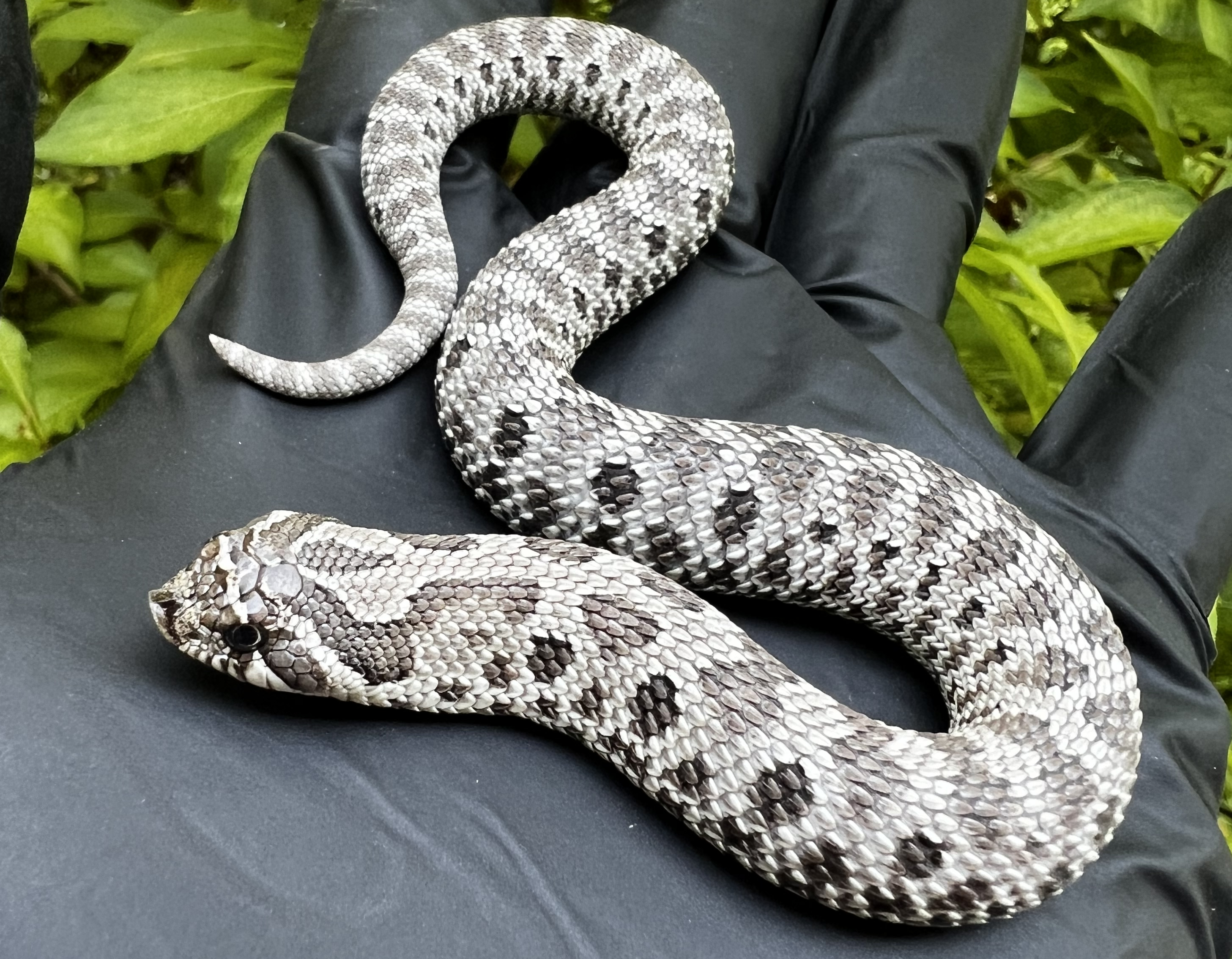 Axanthic western hognose morph