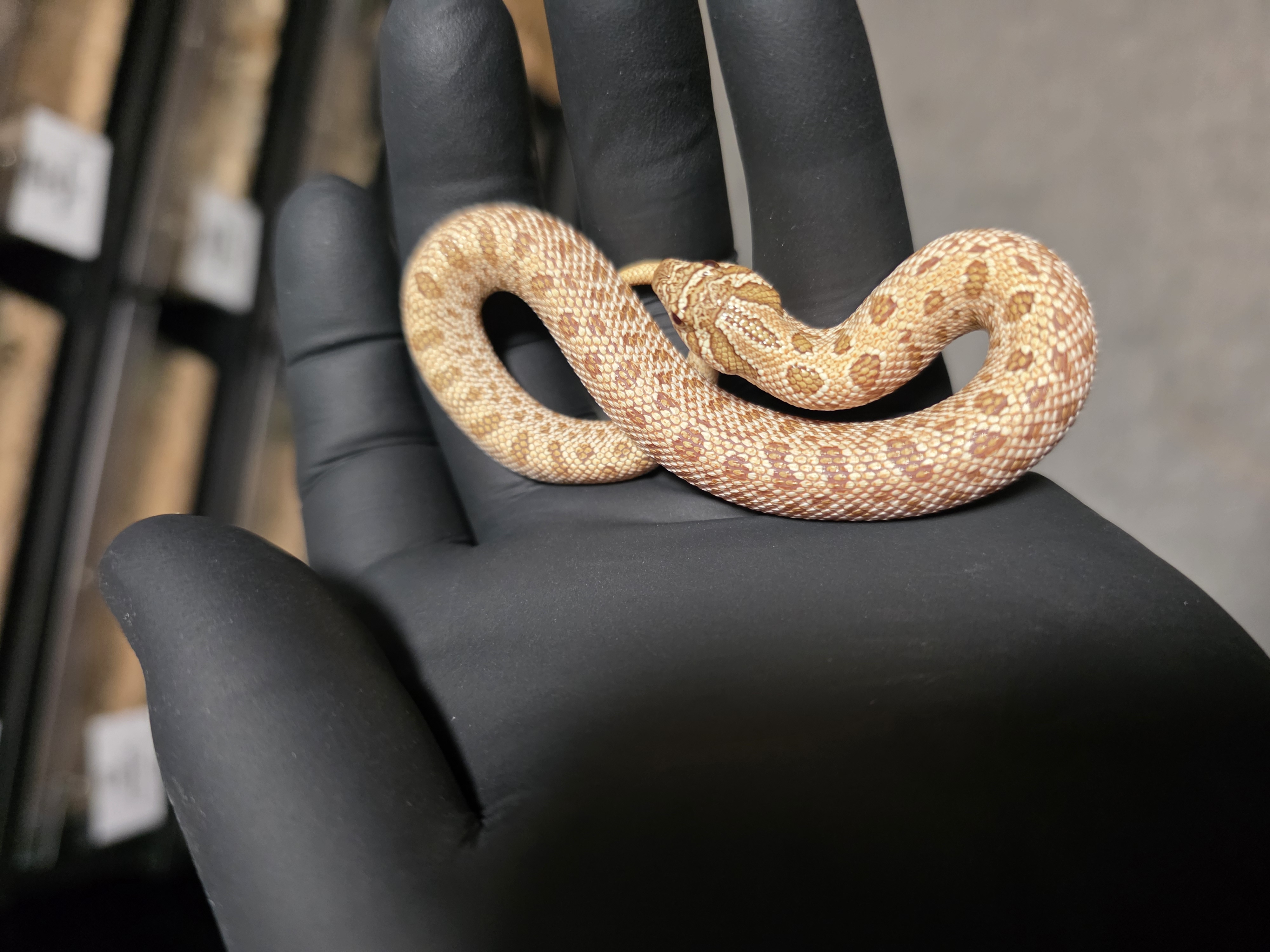Banshee Anaconda western hognose morph