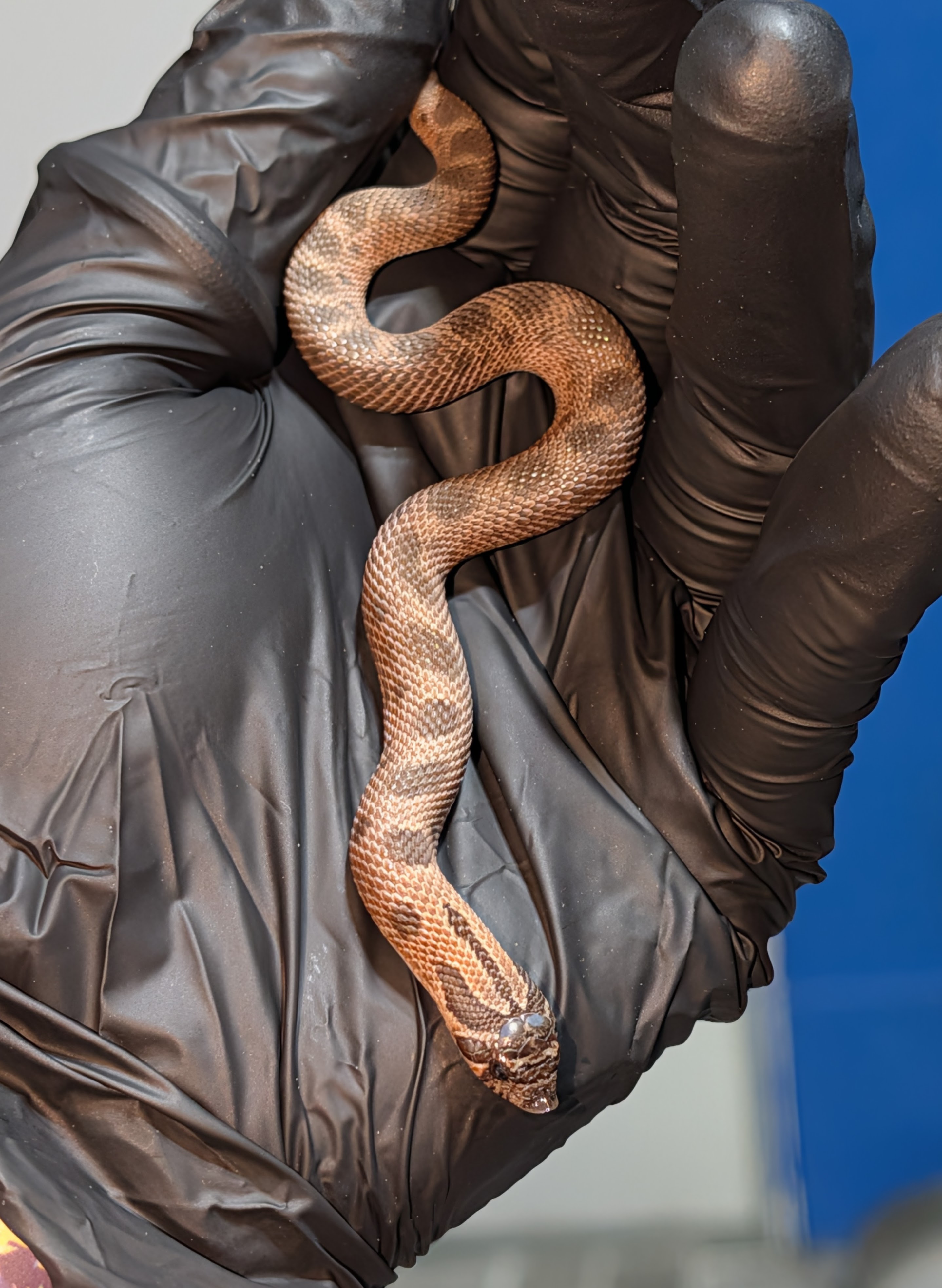 Big Black Anaconda western hognose morph
