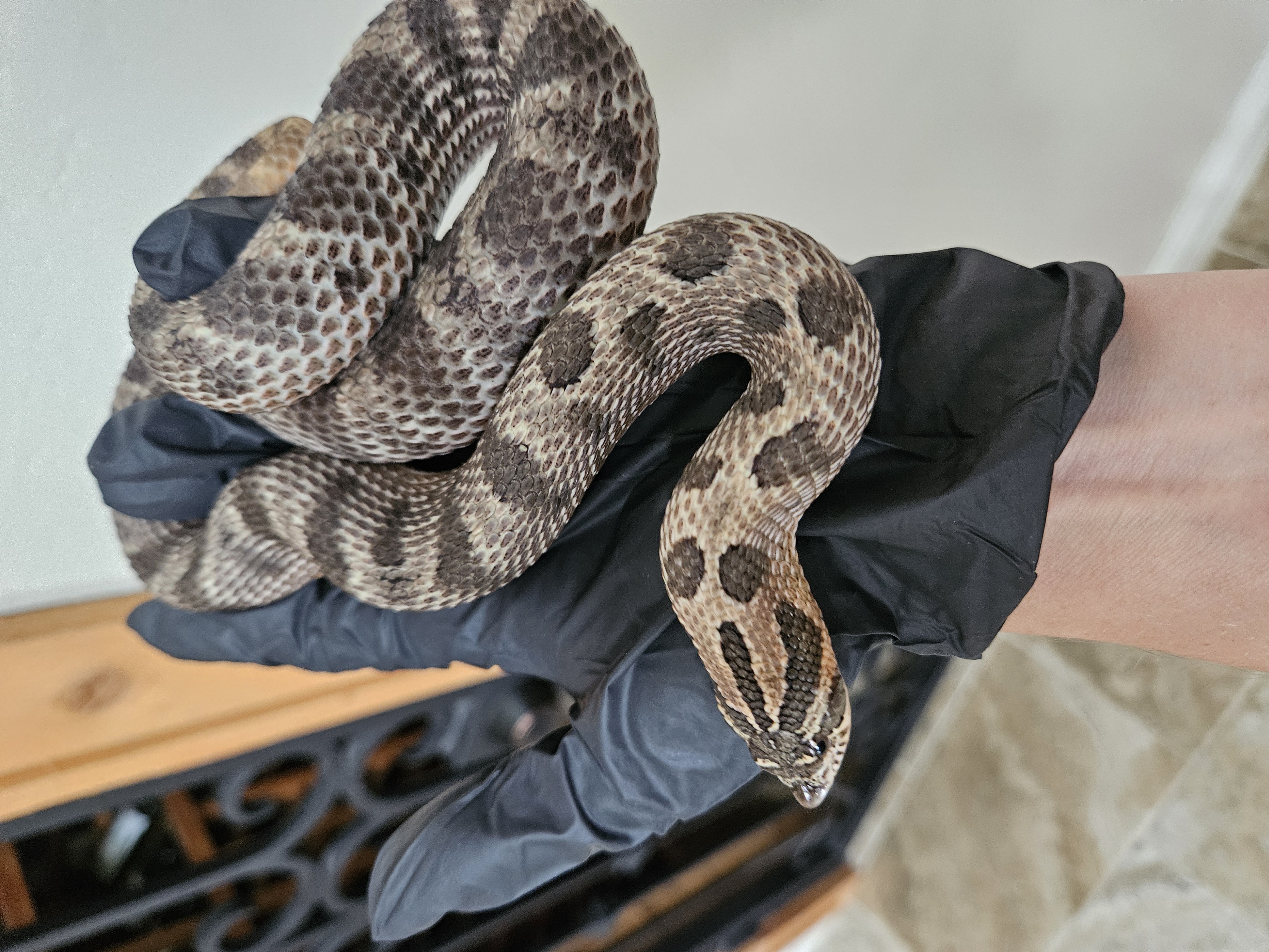 Big Black Anaconda western hognose morph